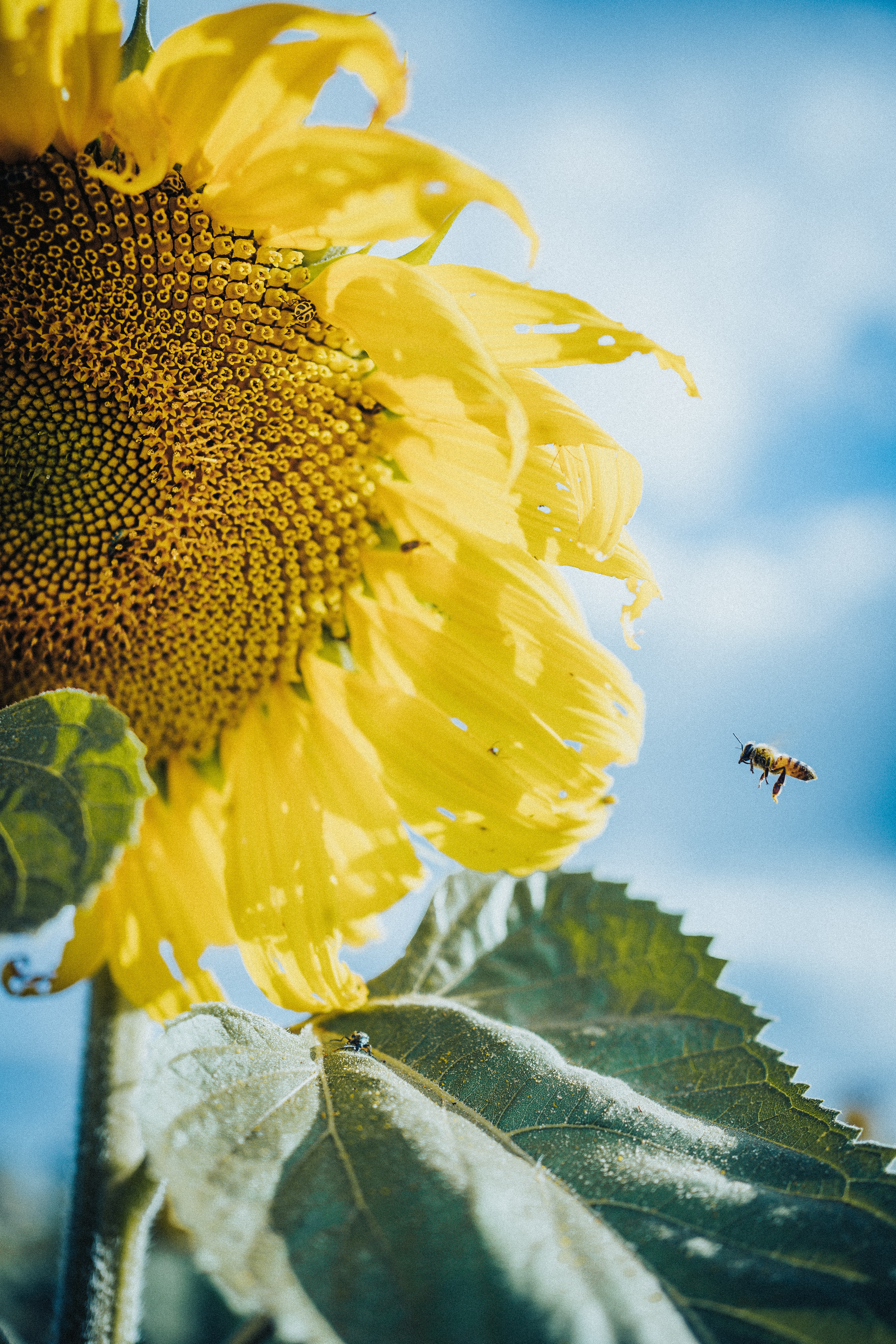 58205画像をダウンロードフラワーズ, ひまわり, ミツバチ, 花, 大きい, マクロ, 花びら, 向日葵-壁紙とスクリーンセーバーを無料で