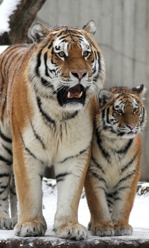 Handy-Wallpaper Tiere, Katzen, Tiger kostenlos herunterladen.