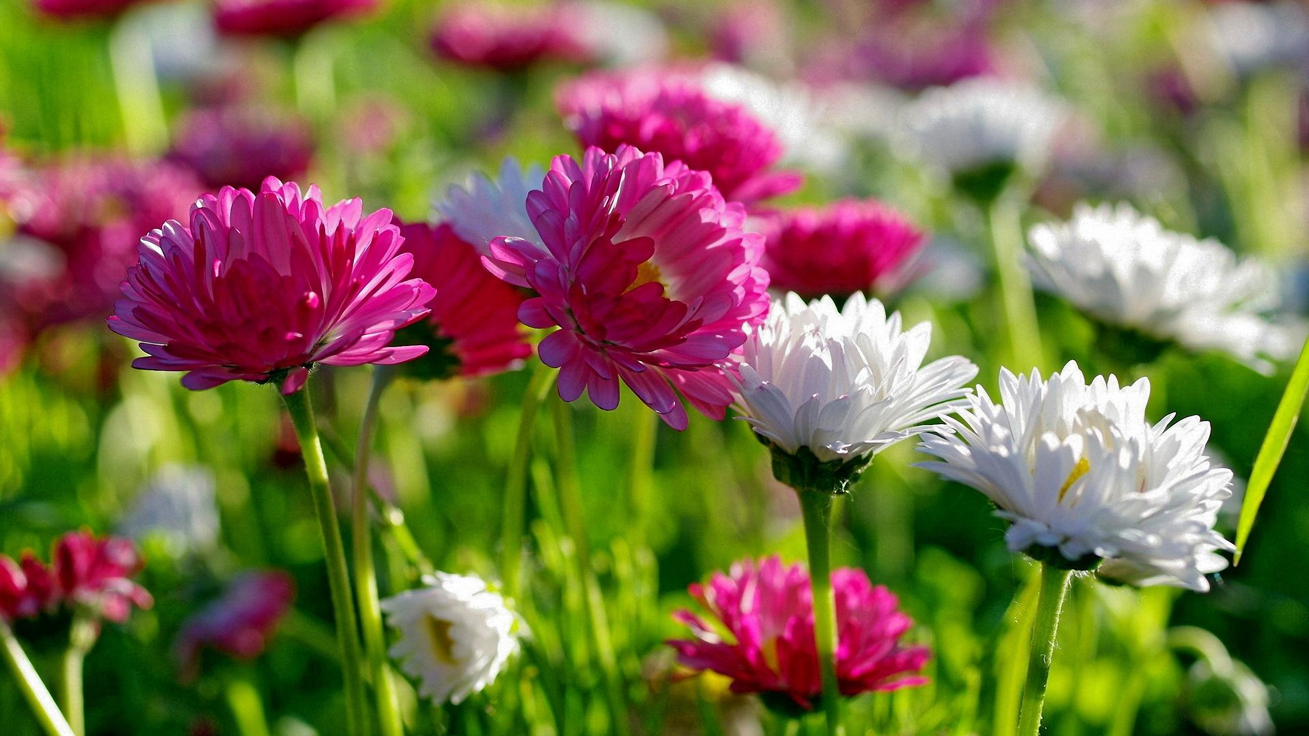 無料モバイル壁紙ガーベラ, デイジー, ピンクの花, 白い花, フラワーズ, 公園, 花, 地球をダウンロードします。