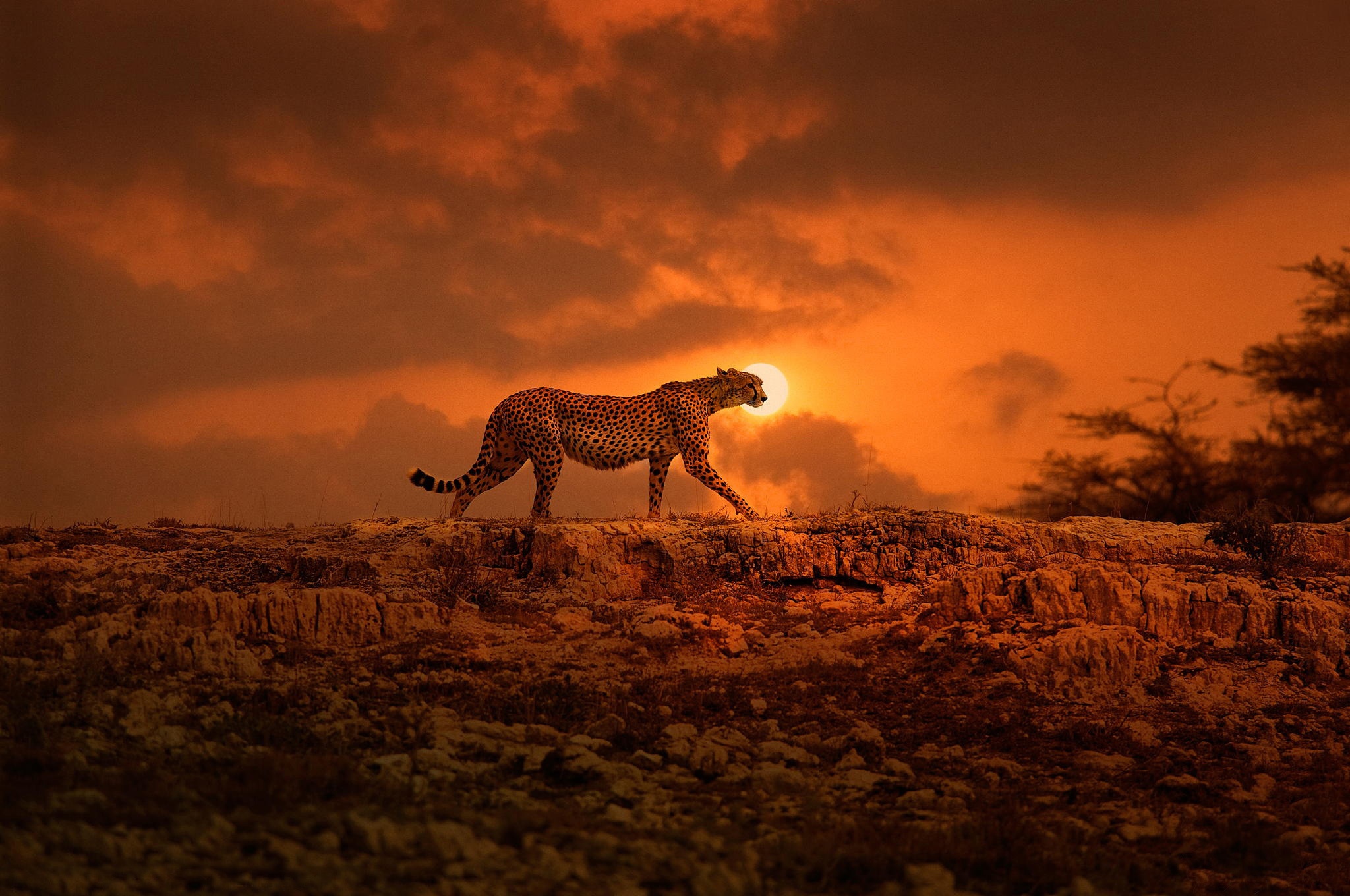 Laden Sie das Tiere, Katzen, Gepard, Sonnenuntergang-Bild kostenlos auf Ihren PC-Desktop herunter