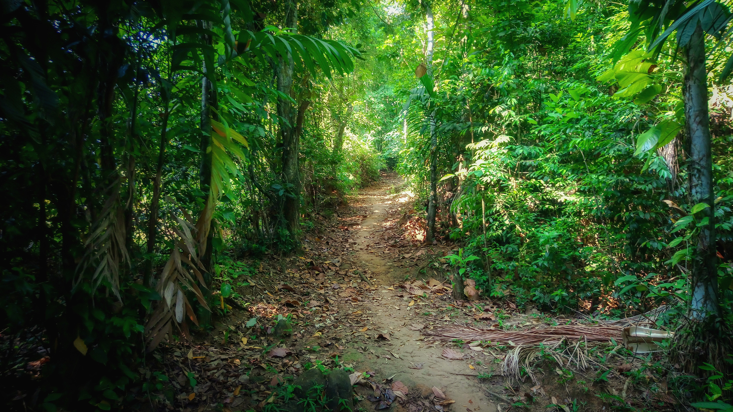 Baixar papel de parede para celular de Caminho, Floresta, Terra/natureza gratuito.