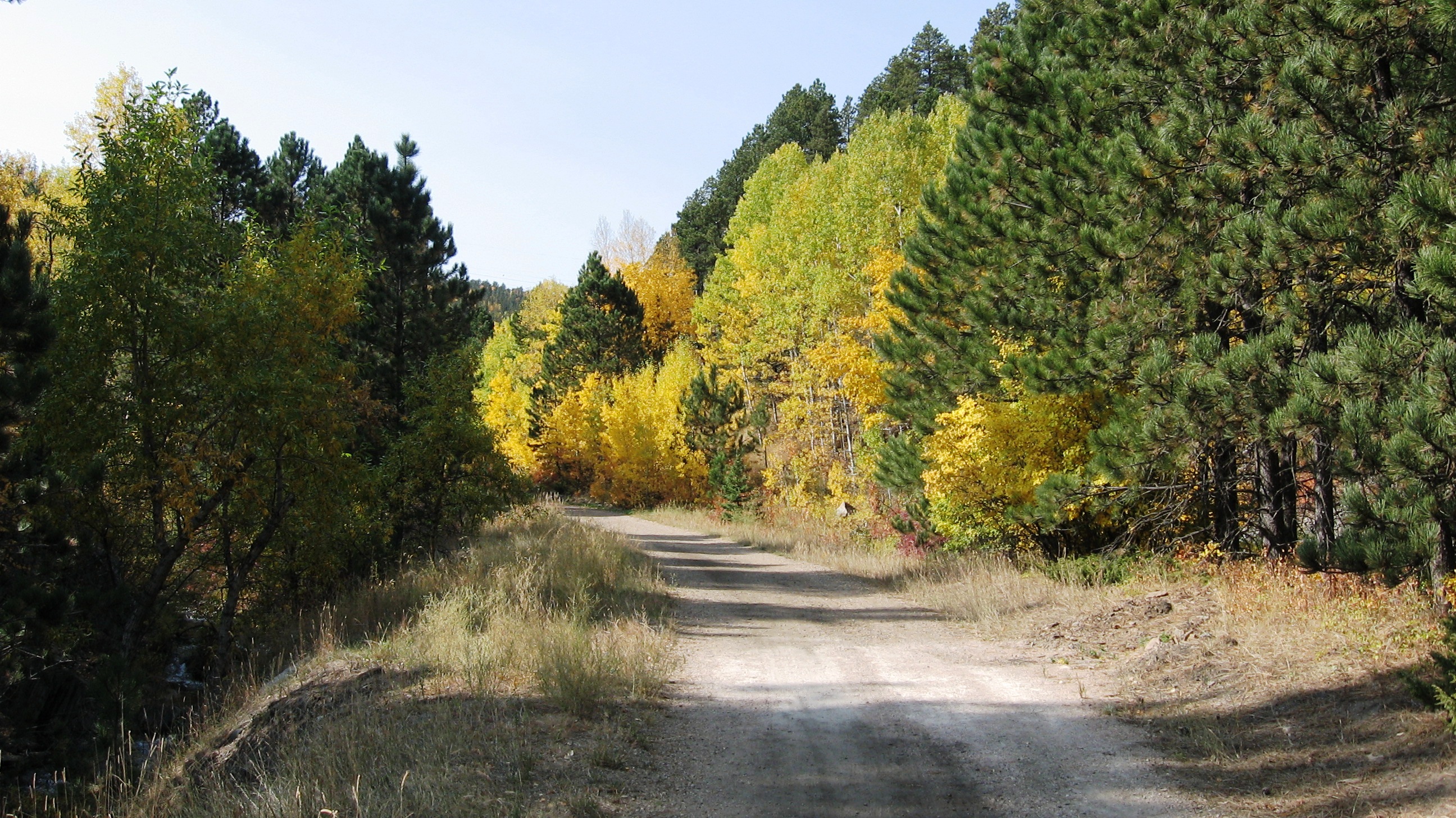 Laden Sie das Herbst, Wald, Pfad, Erde/natur-Bild kostenlos auf Ihren PC-Desktop herunter