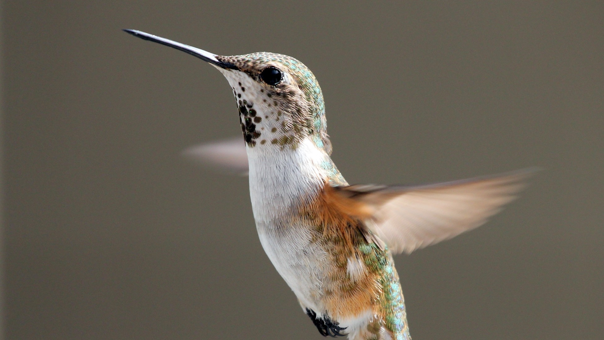 Download mobile wallpaper Birds, Bird, Animal, Hummingbird for free.