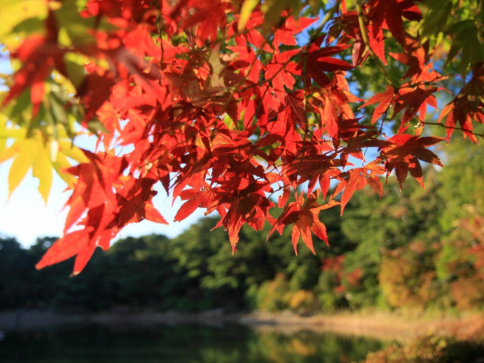 Скачать обои бесплатно Дерево, Ветки, Природа, Листья, Осень картинка на рабочий стол ПК