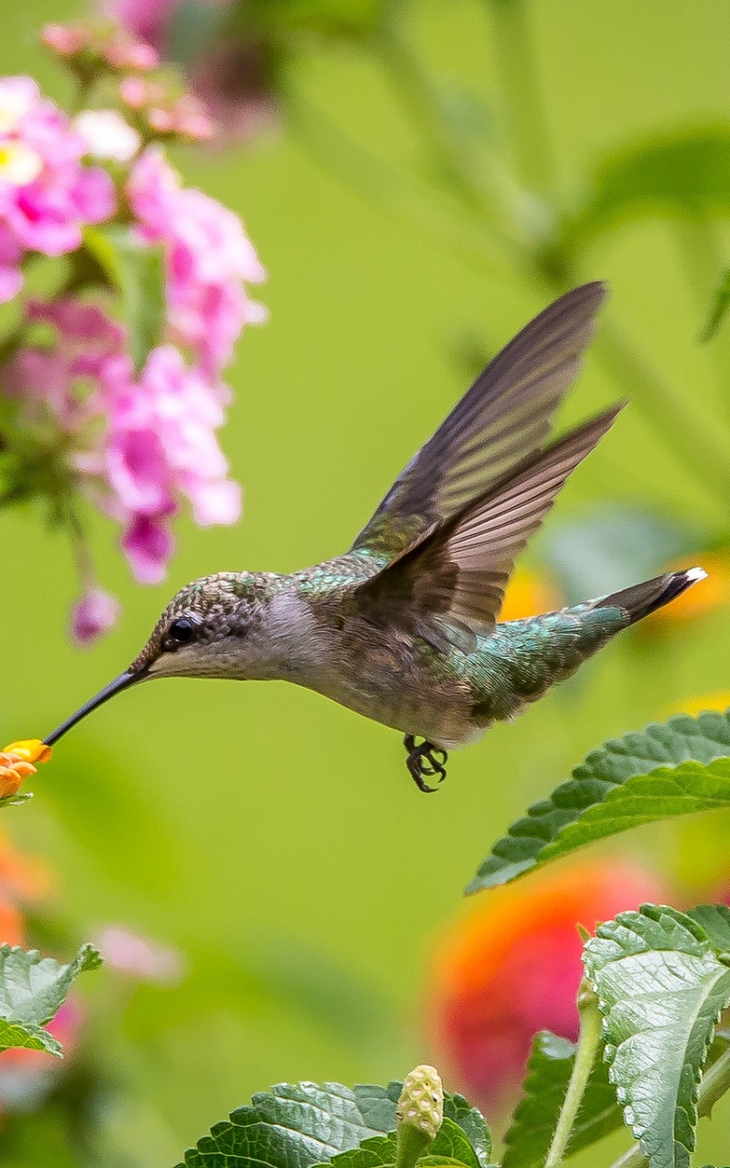 Download mobile wallpaper Birds, Flower, Bird, Close Up, Animal, Hummingbird for free.