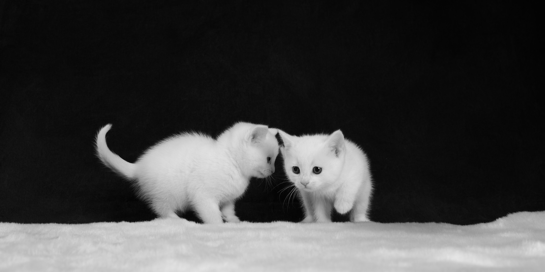 Free download wallpaper Cats, Cat, Kitten, Animal, Black & White, Baby Animal on your PC desktop