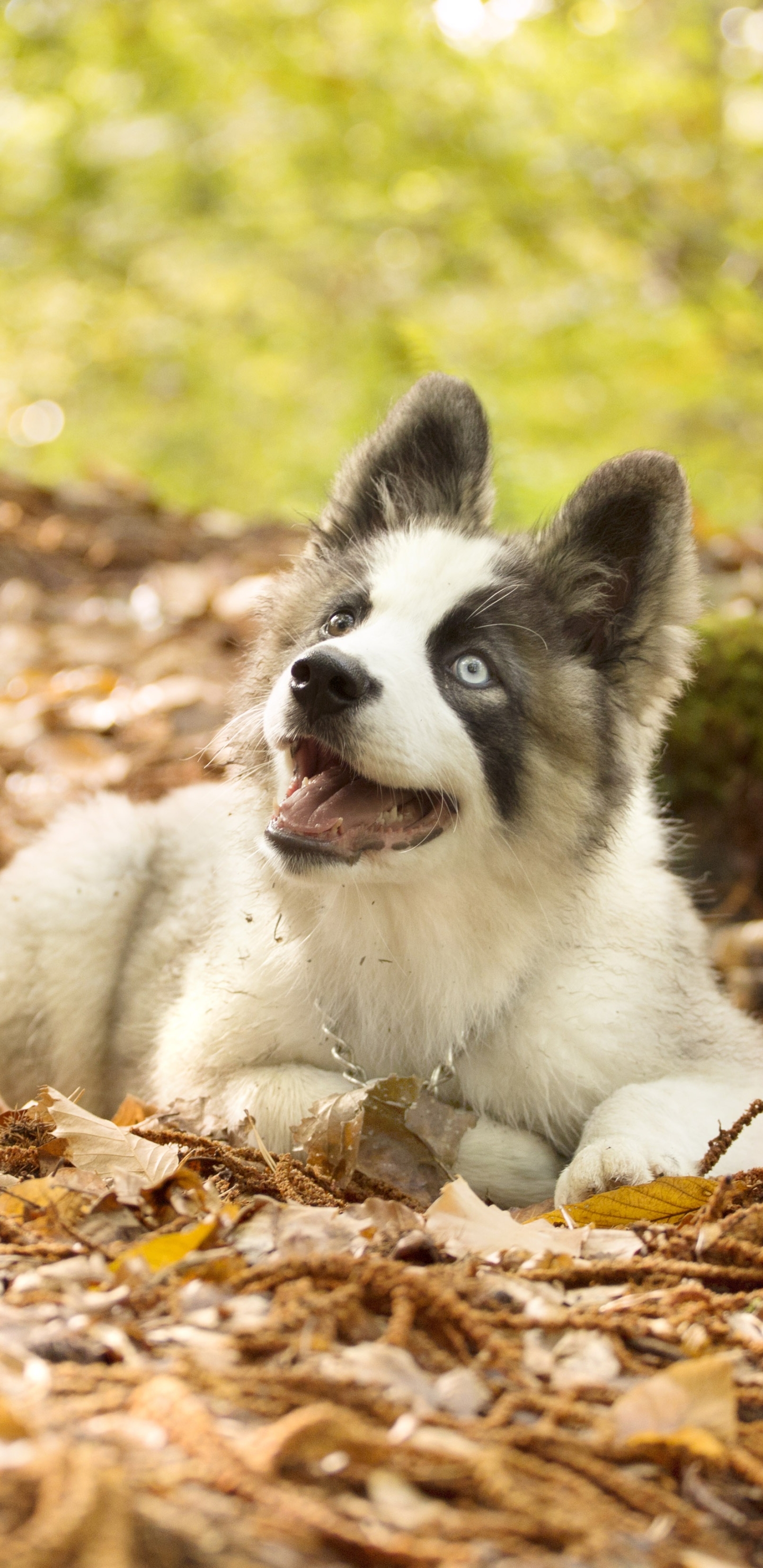 Laden Sie das Tiere, Hunde, Hund, Jakutische Laika-Bild kostenlos auf Ihren PC-Desktop herunter