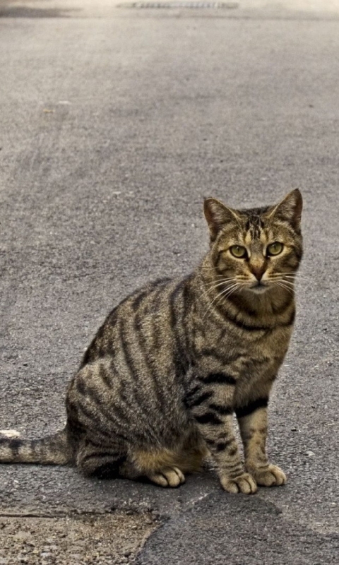 Baixar papel de parede para celular de Animais, Gatos, Gato gratuito.