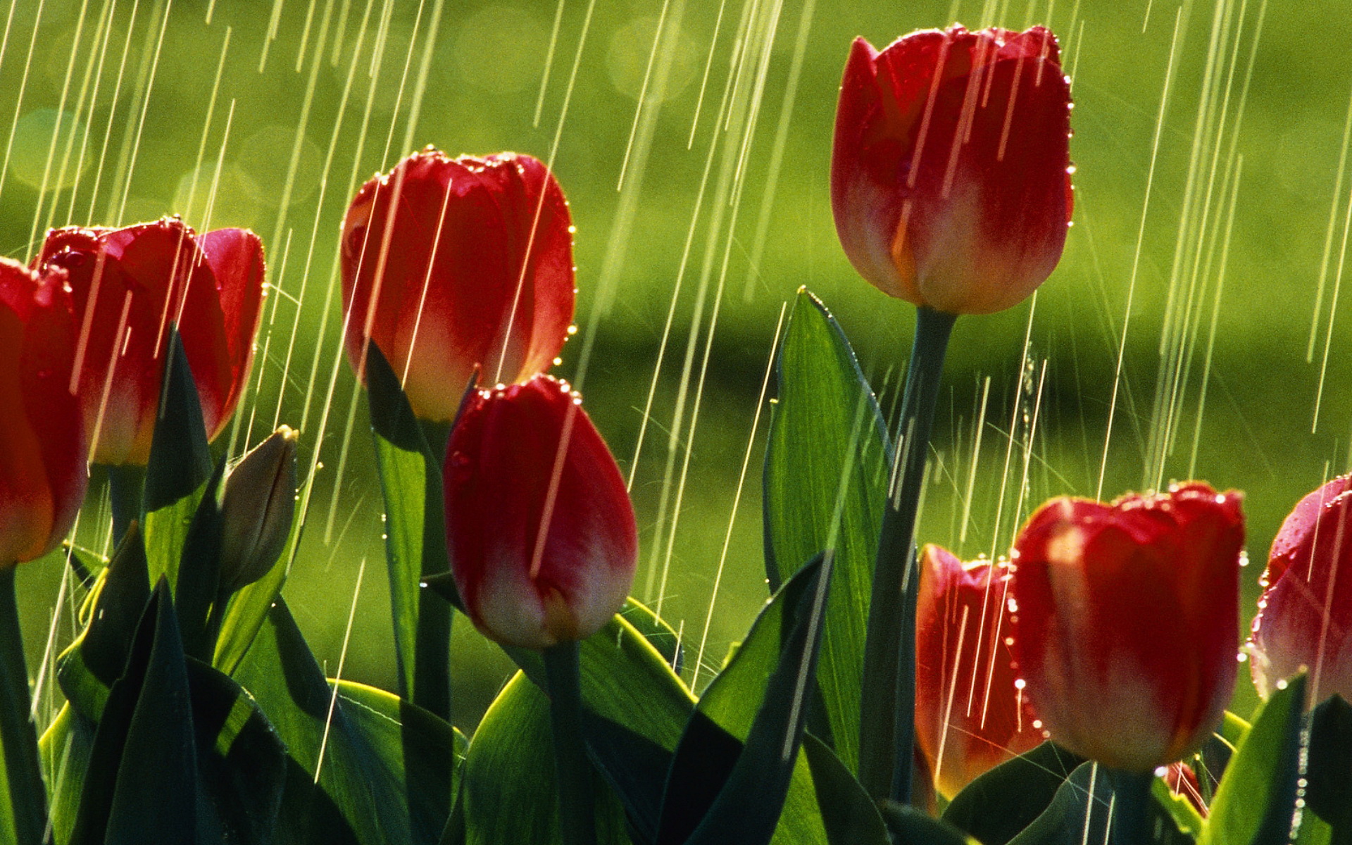 Download mobile wallpaper Tulip, Flowers, Earth for free.