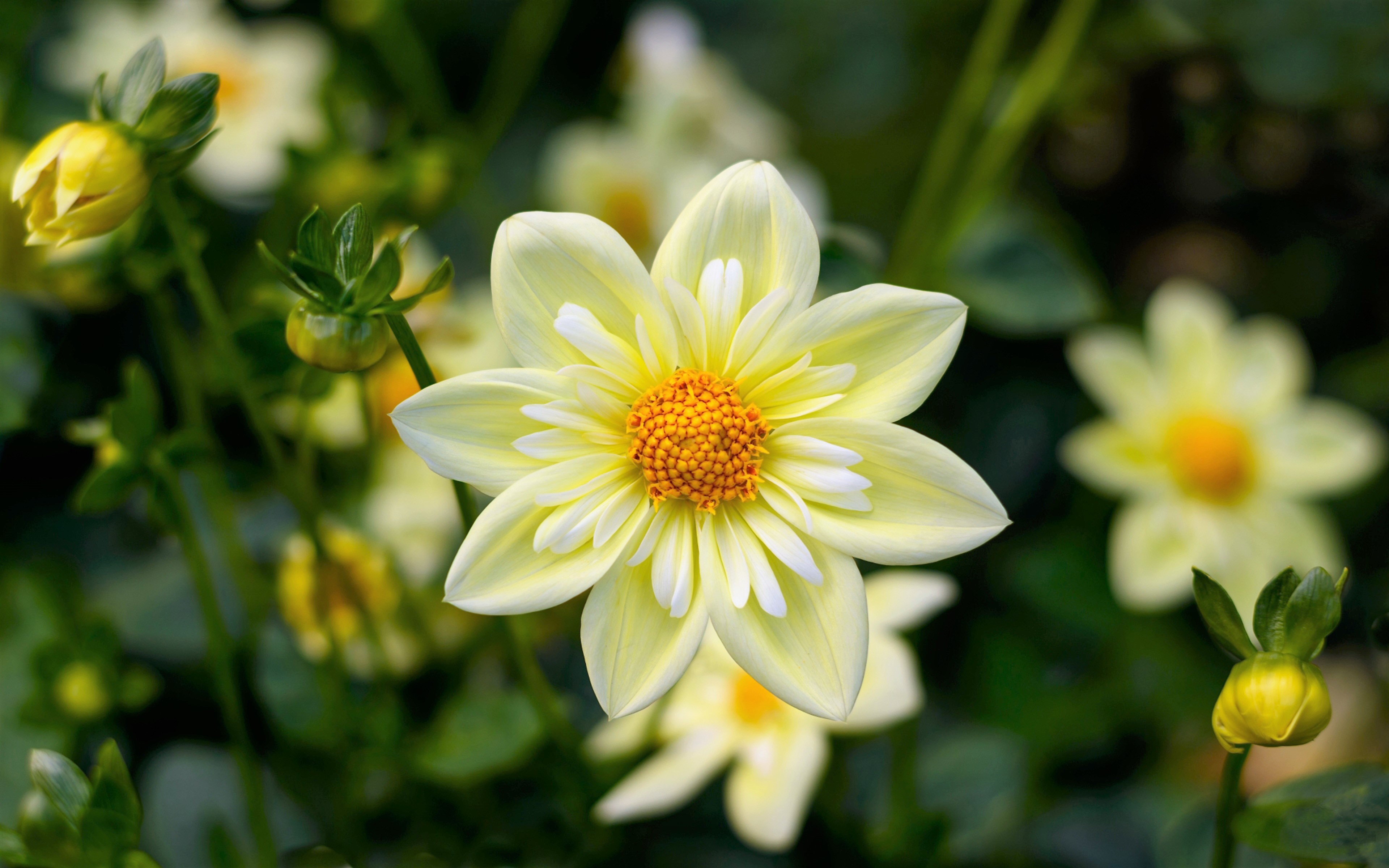 Téléchargez gratuitement l'image Fleurs, Fleur, Fleur Blanche, Terre/nature sur le bureau de votre PC