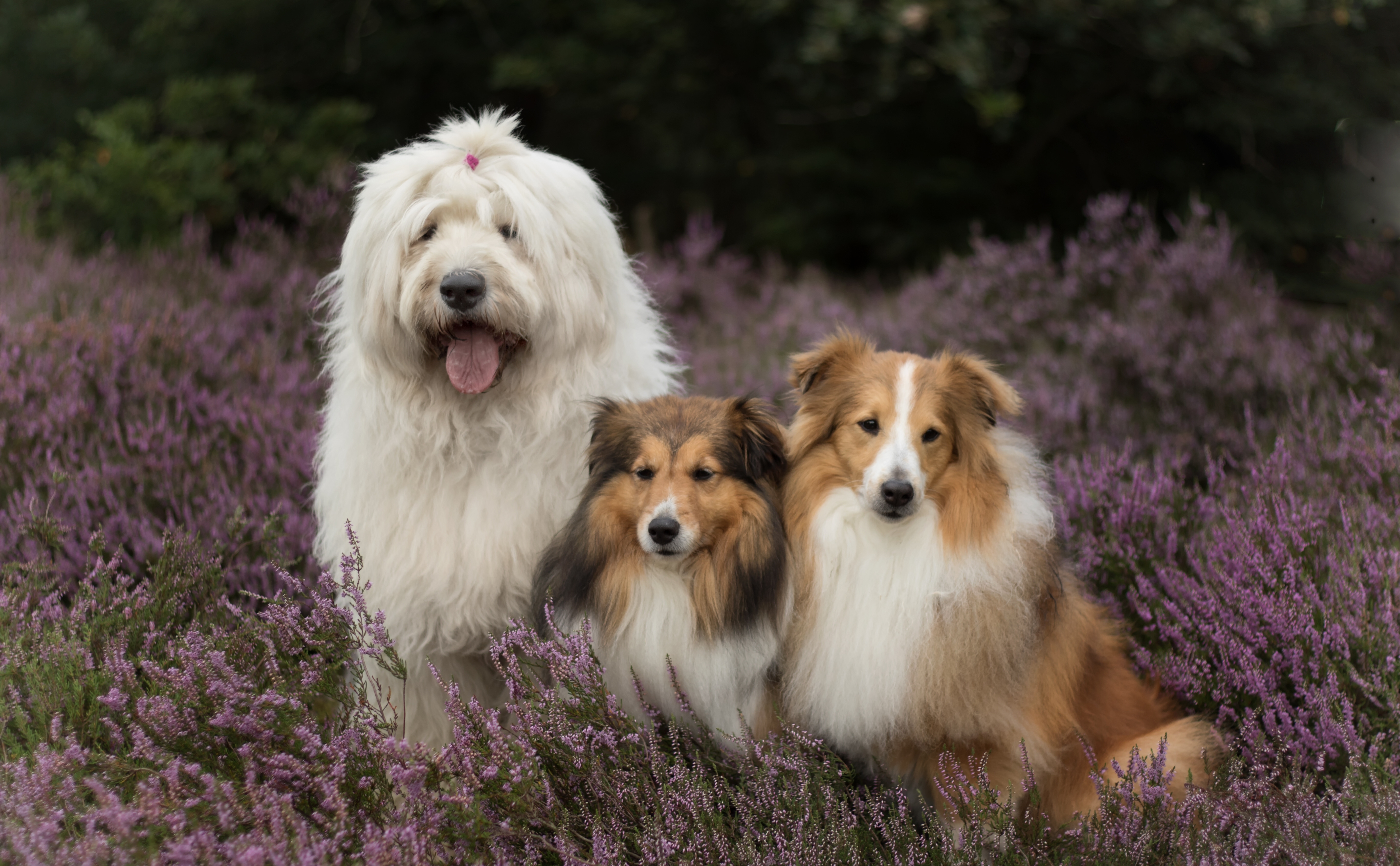 389136 Hintergrundbild herunterladen tiere, hund, lavendel, alter englischer schäferhund, shetland schäferhund, hunde - Bildschirmschoner und Bilder kostenlos