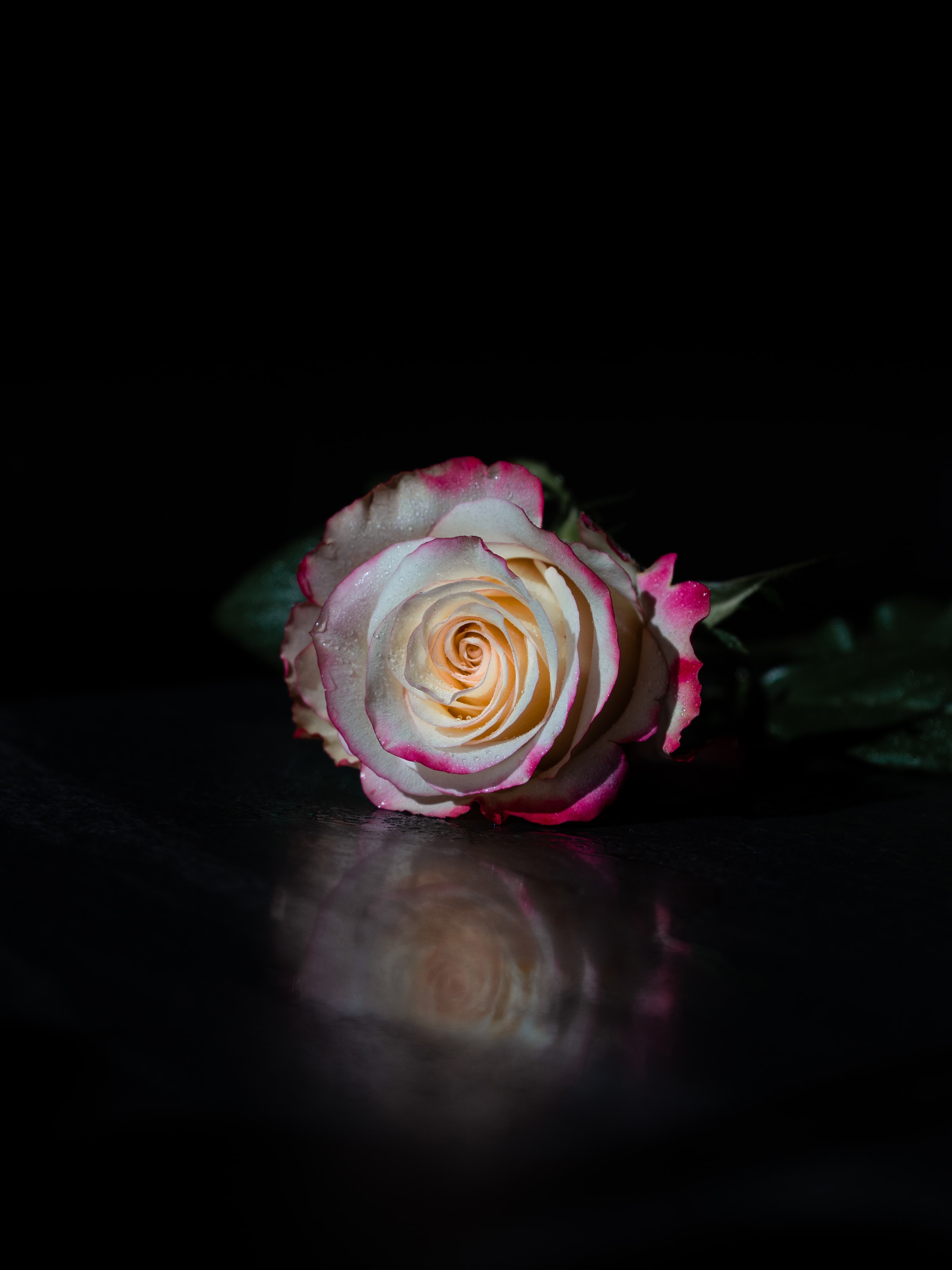 flower, petals, rose flower, black, flowers, reflection, rose 8K