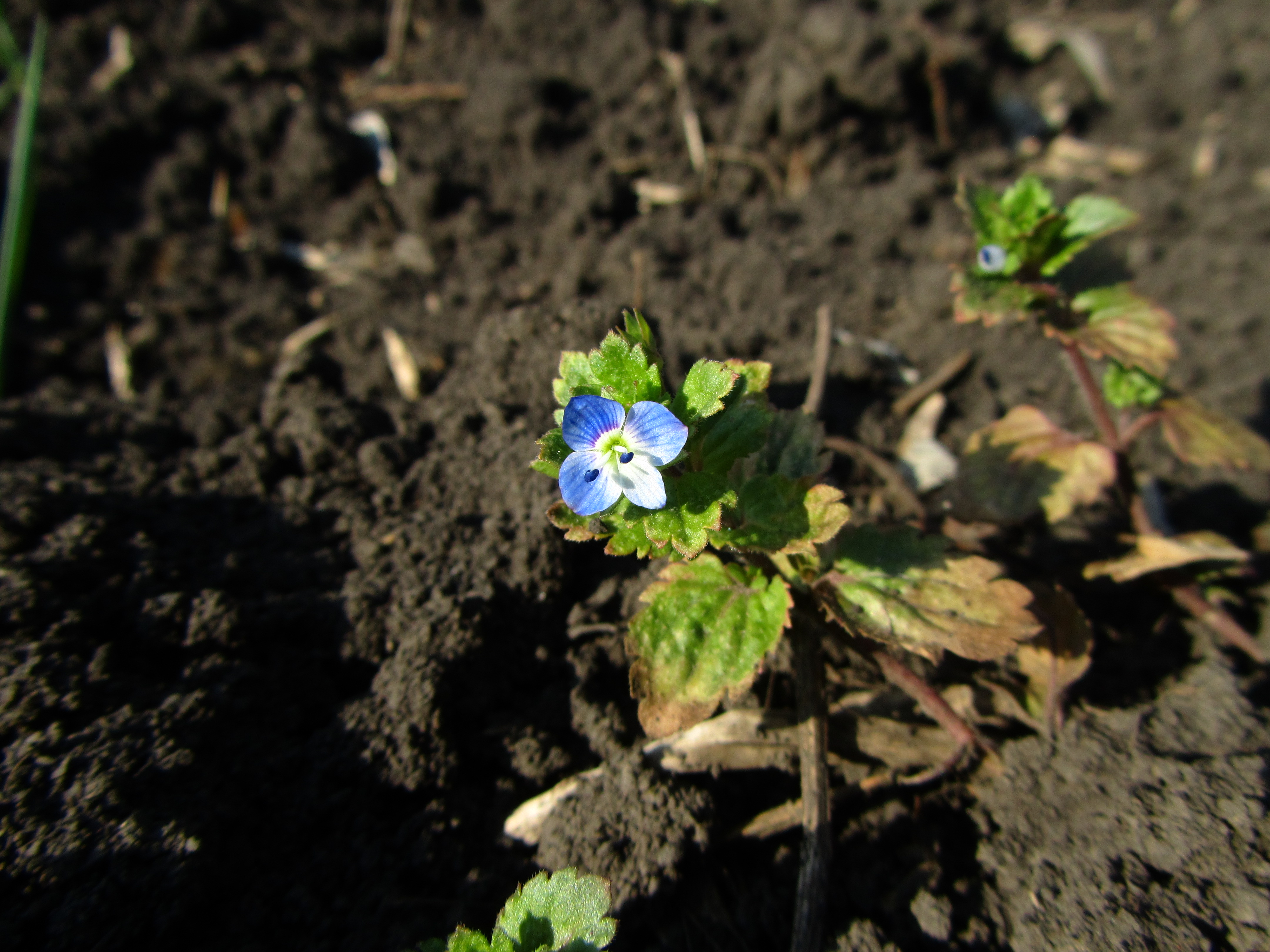 Free download wallpaper Flower, Earth on your PC desktop