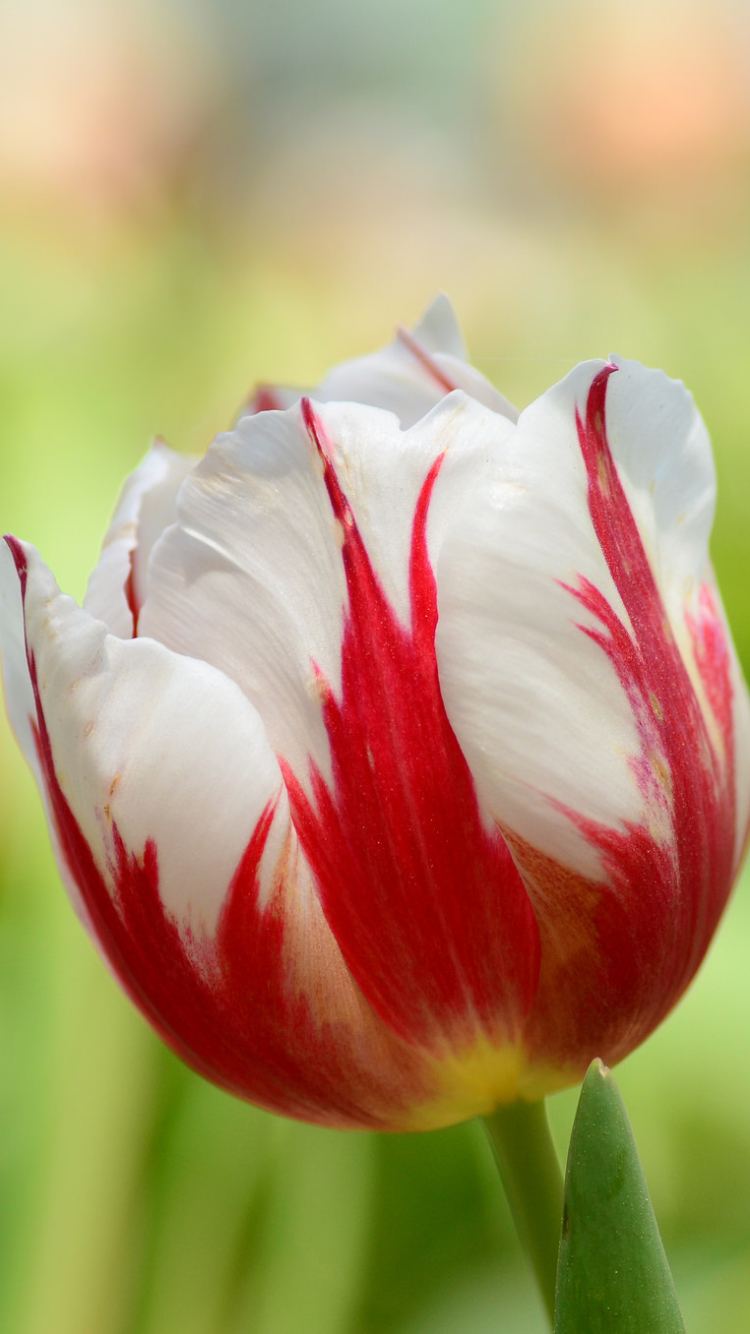 Descarga gratuita de fondo de pantalla para móvil de Naturaleza, Flores, Flor, De Cerca, Bokeh, Tulipán, Tierra/naturaleza.