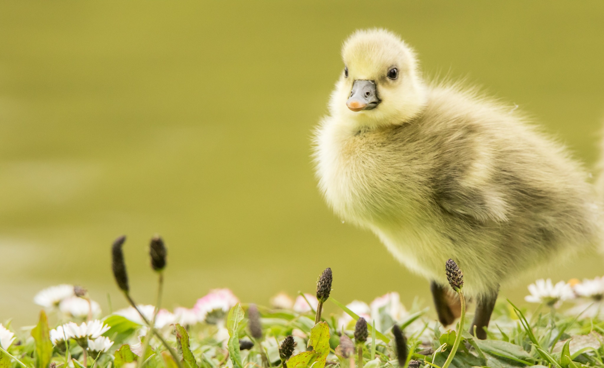 Download mobile wallpaper Birds, Animal, Duck, Duckling, Baby Animal for free.