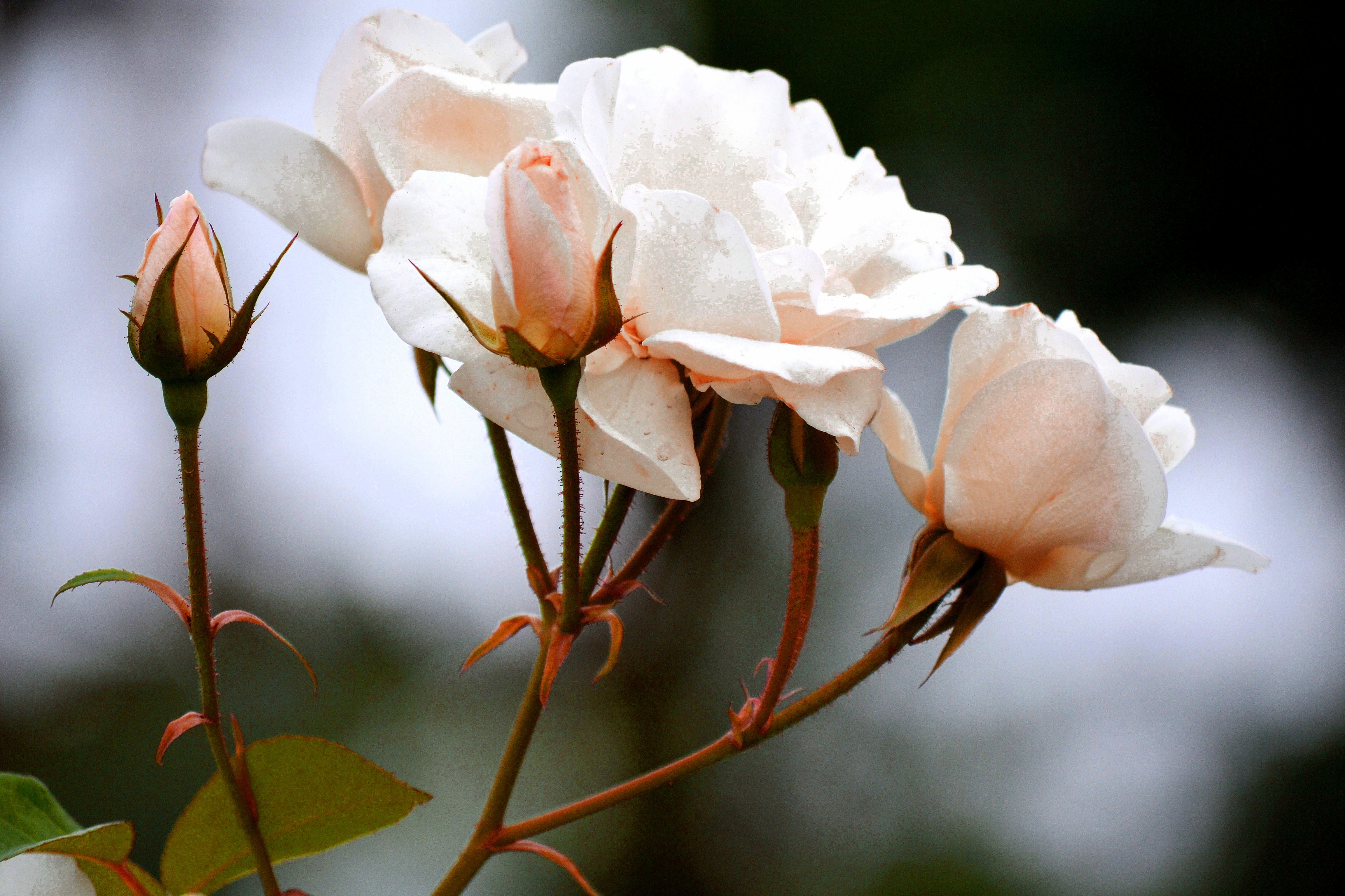 roses, flowers, white, branch, buds 4K, Ultra HD