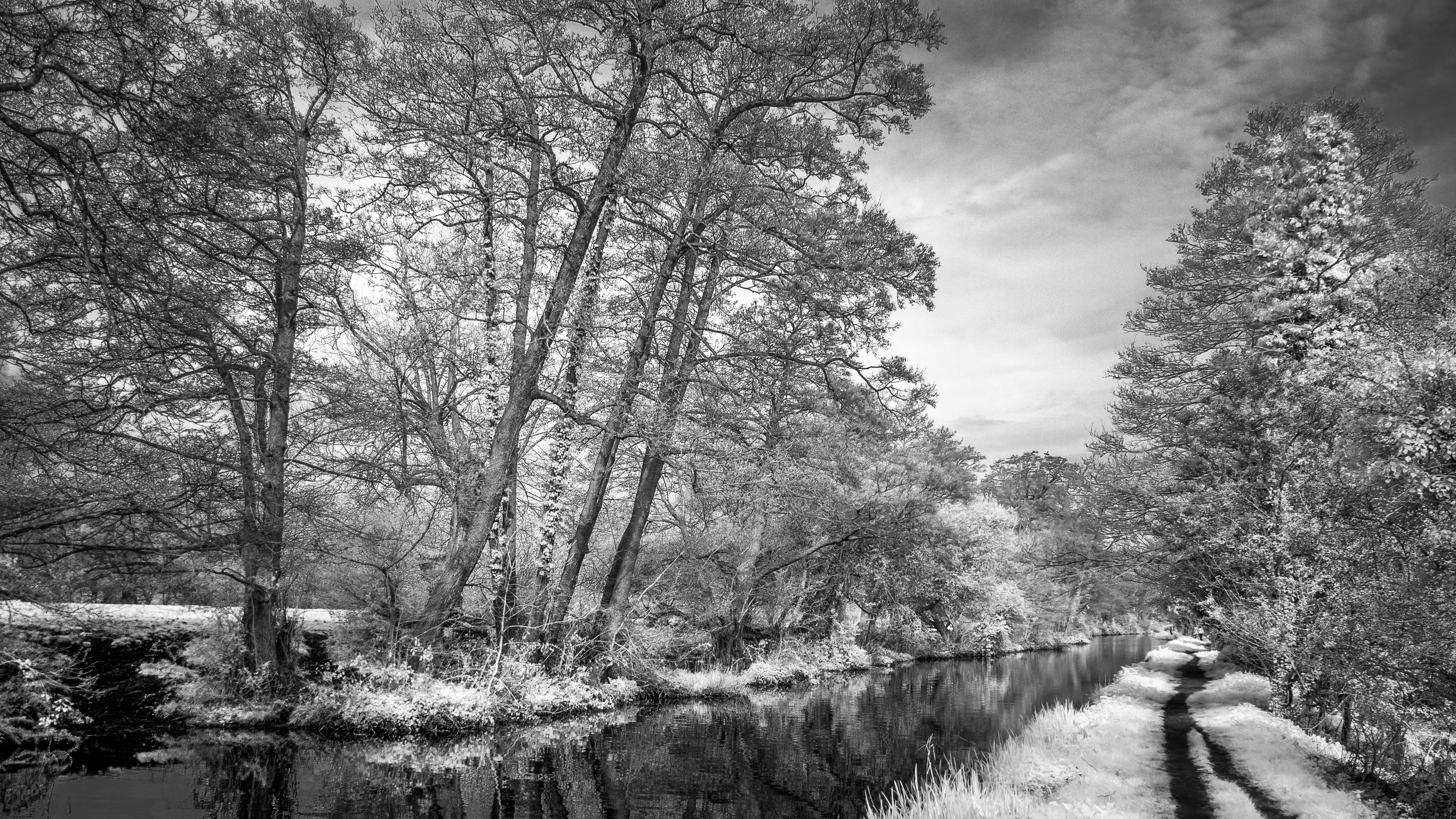 Download mobile wallpaper Nature, Water, Tree, Earth, Path, River, Black & White for free.