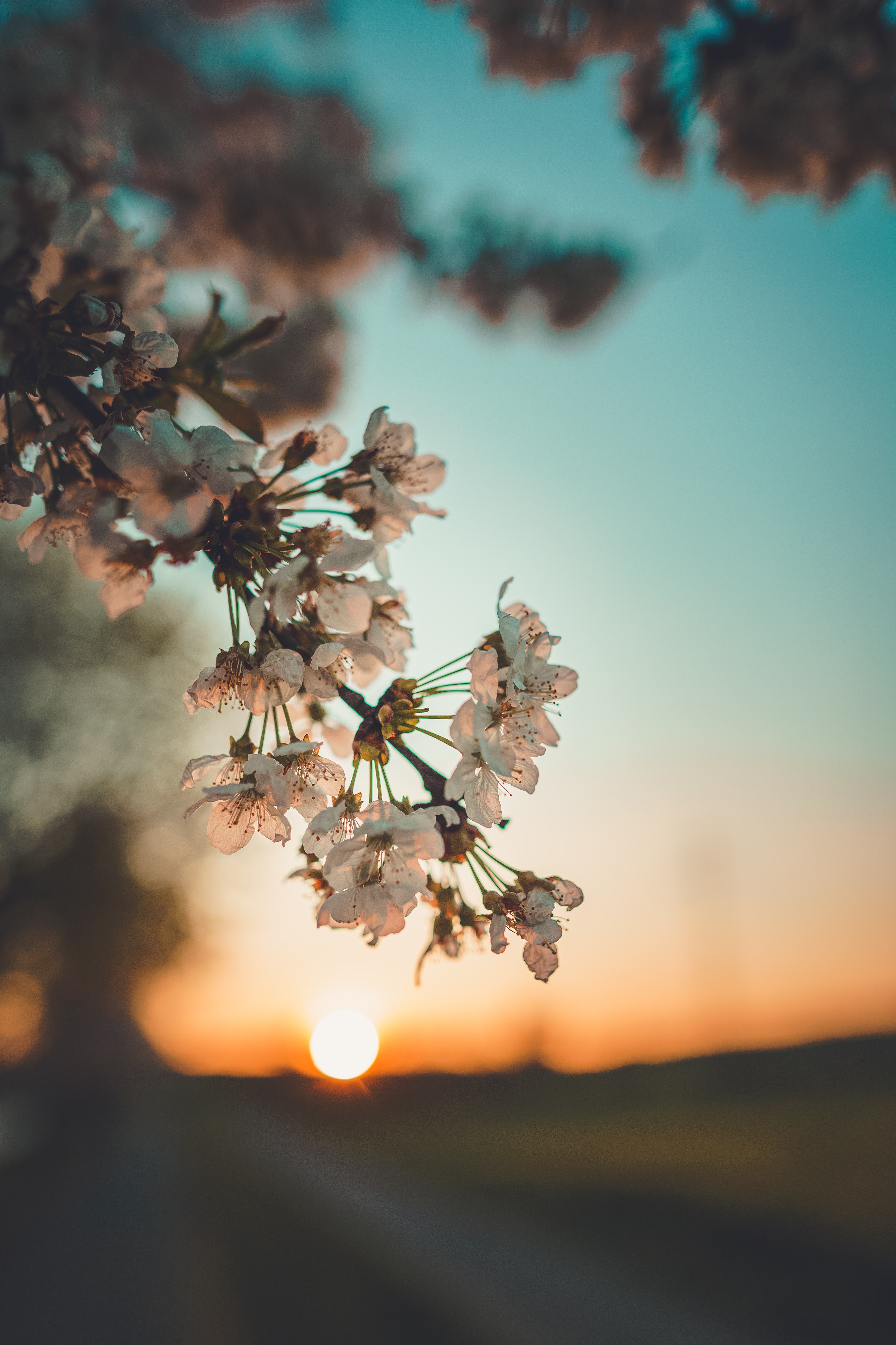 Download mobile wallpaper Flowers, Branch, Sunset for free.