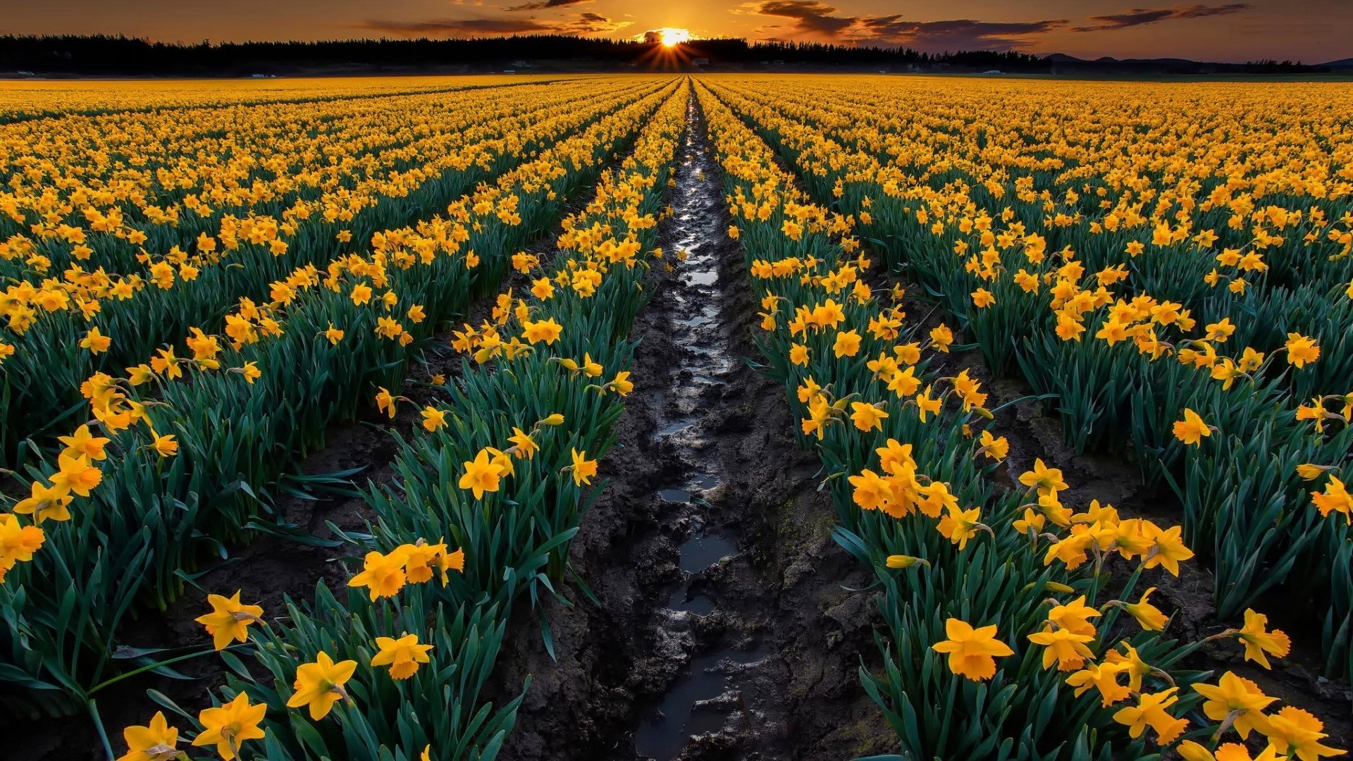 Free download wallpaper Flowers, Close Up, Earth, Field, Yellow Flower, Daffodil on your PC desktop