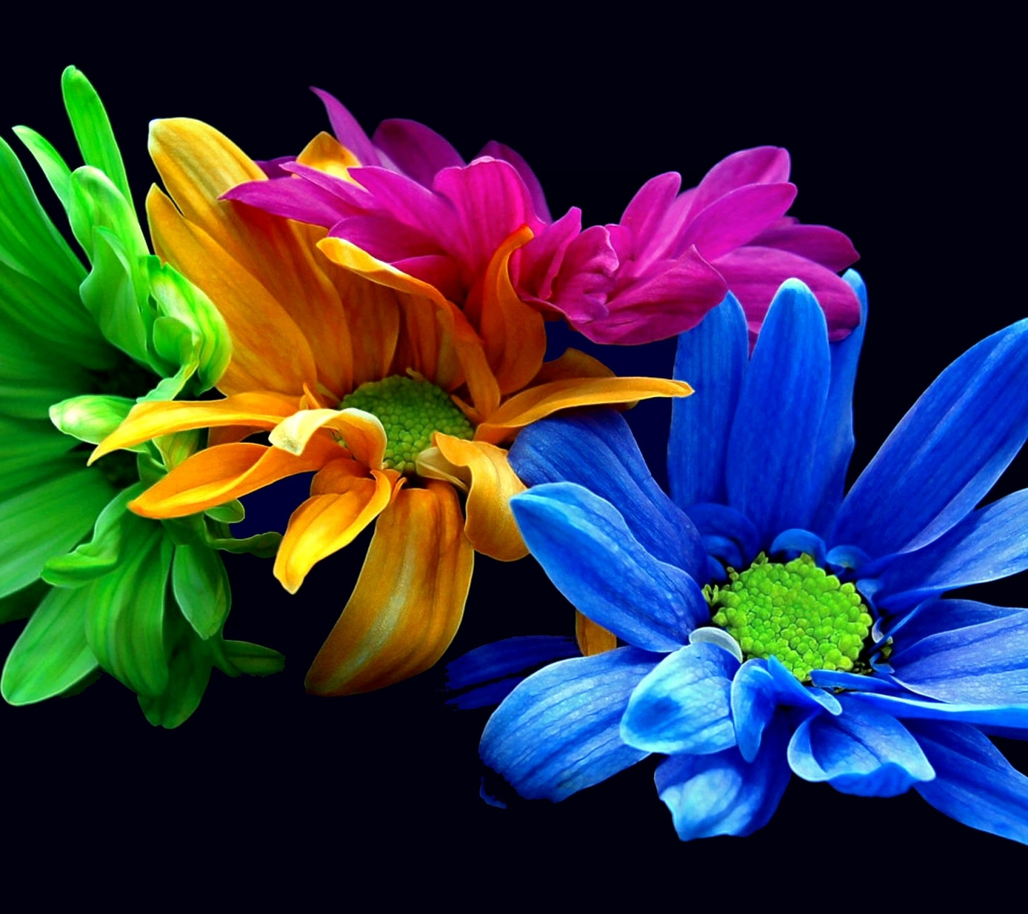 Free download wallpaper Flowers, Flower, Earth, Colorful, Petal, Yellow Flower, Purple Flower, Blue Flower on your PC desktop