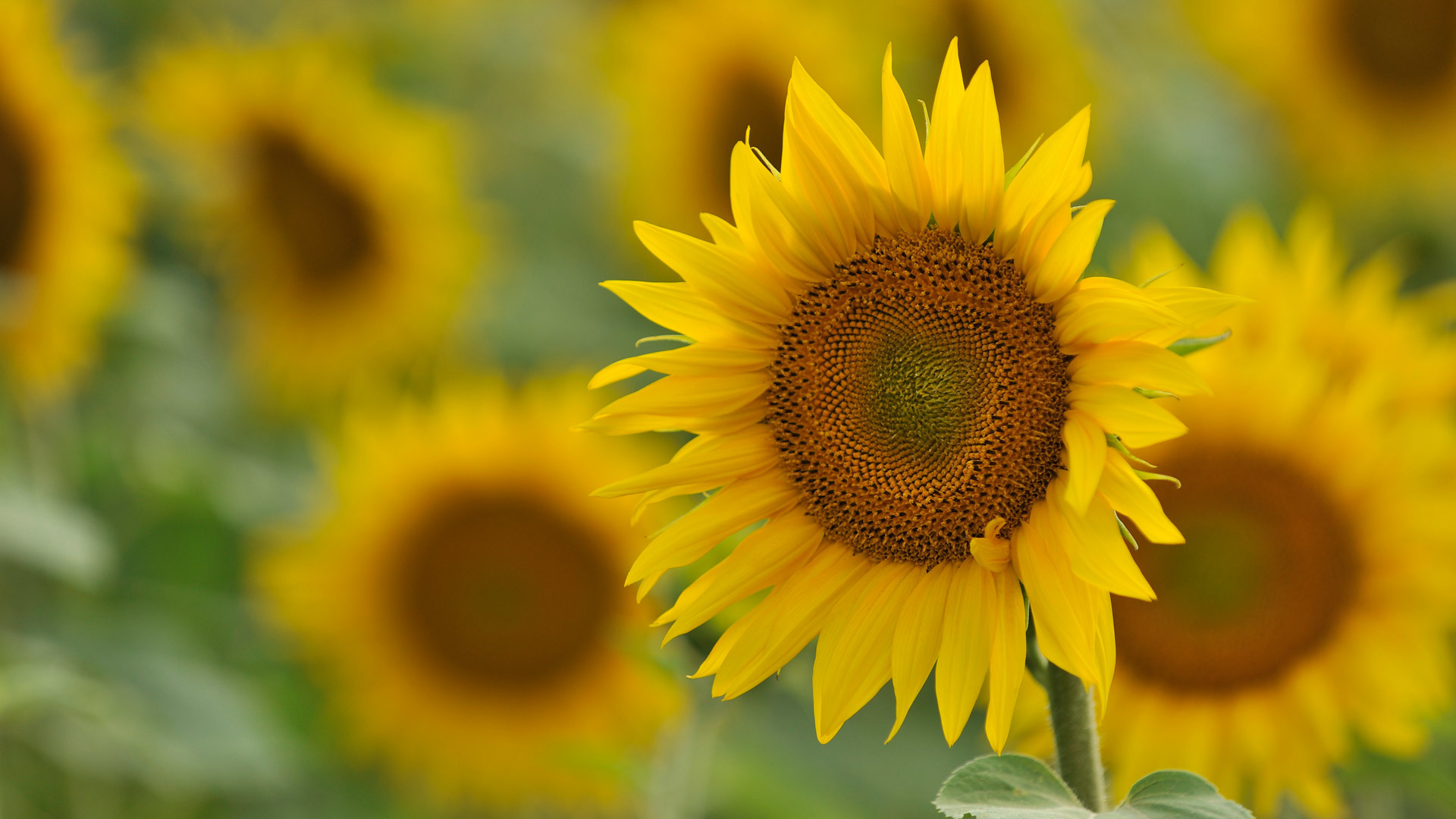 plants, flowers, sunflowers, yellow Free Background