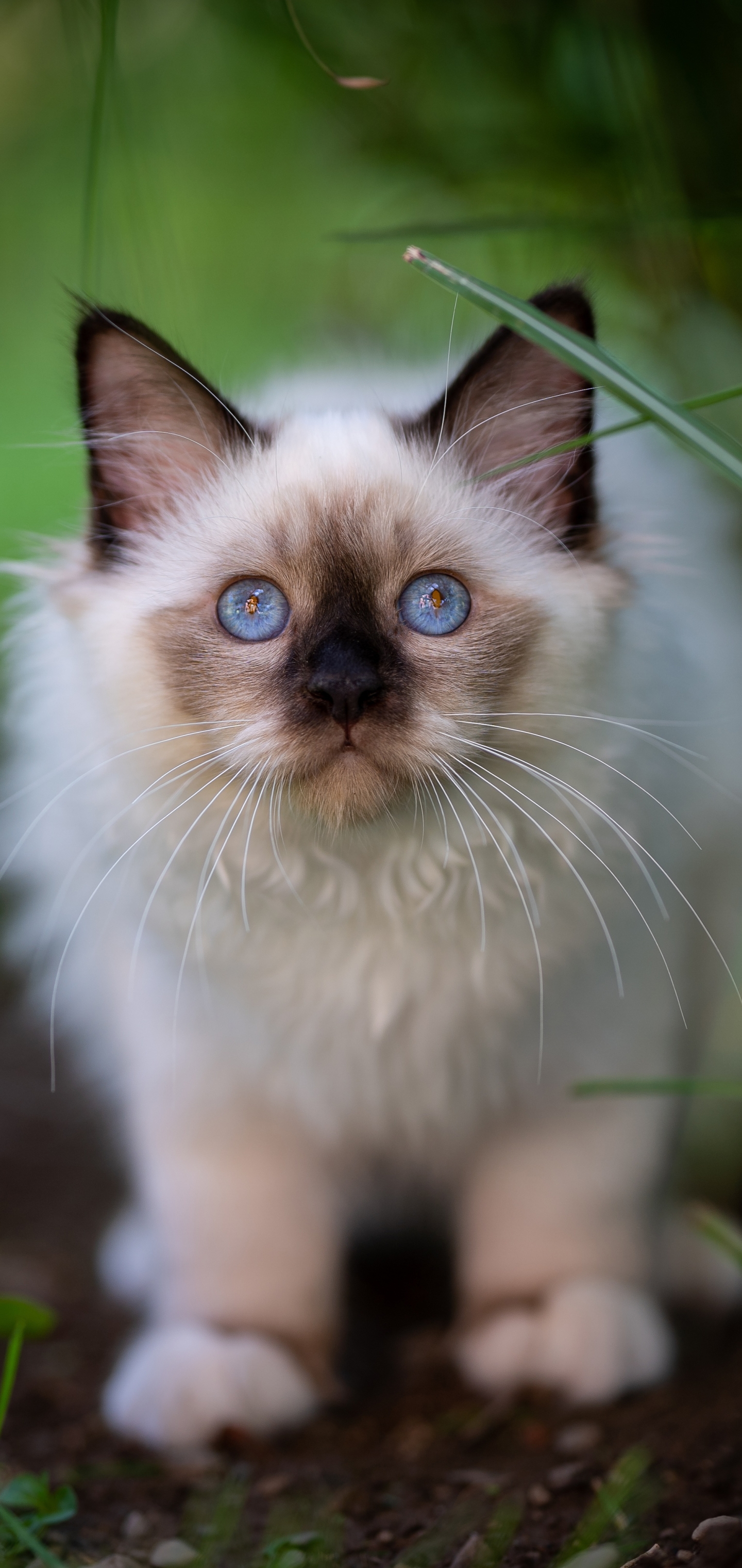 Laden Sie das Tiere, Katzen, Katze, Ragdoll-Bild kostenlos auf Ihren PC-Desktop herunter