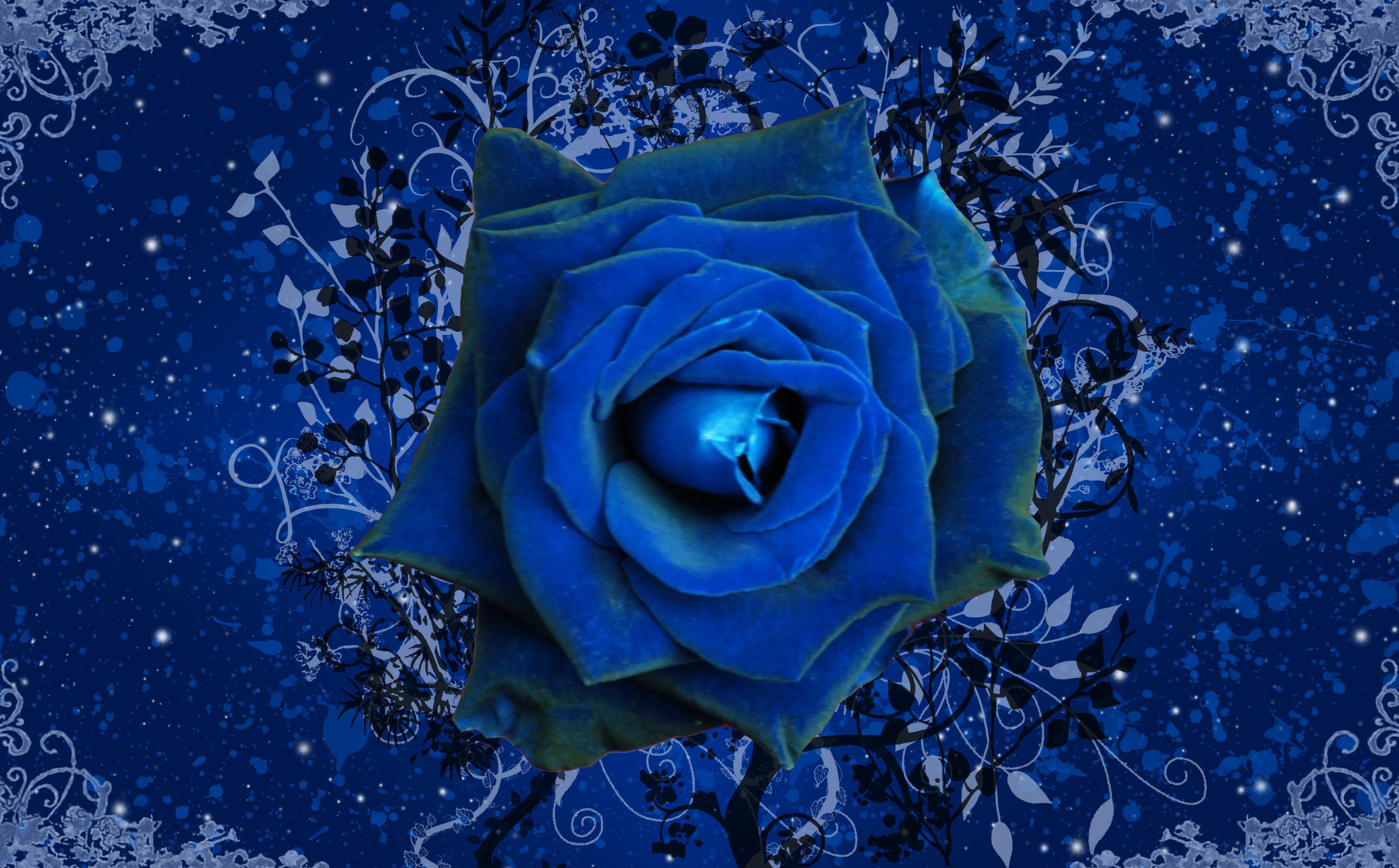 753935壁紙のダウンロード芸術的, 薔薇, 青い花, 青いバラ, 花-スクリーンセーバーと写真を無料で