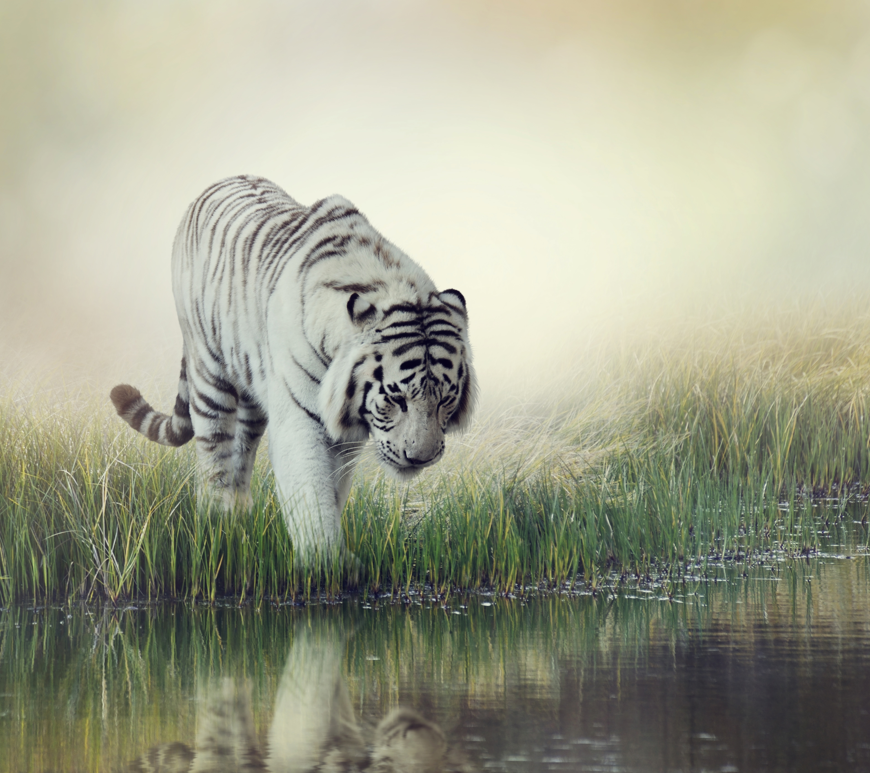 Скачати мобільні шпалери Тигр, Тварина, Коти, Білий Тигр, Рефлексія безкоштовно.