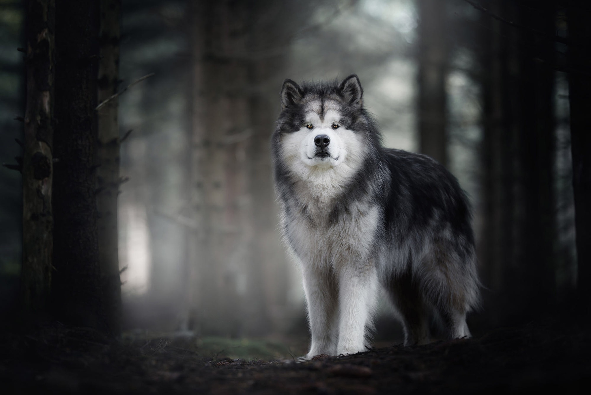 Baixe gratuitamente a imagem Animais, Cães, Cão, Husky na área de trabalho do seu PC