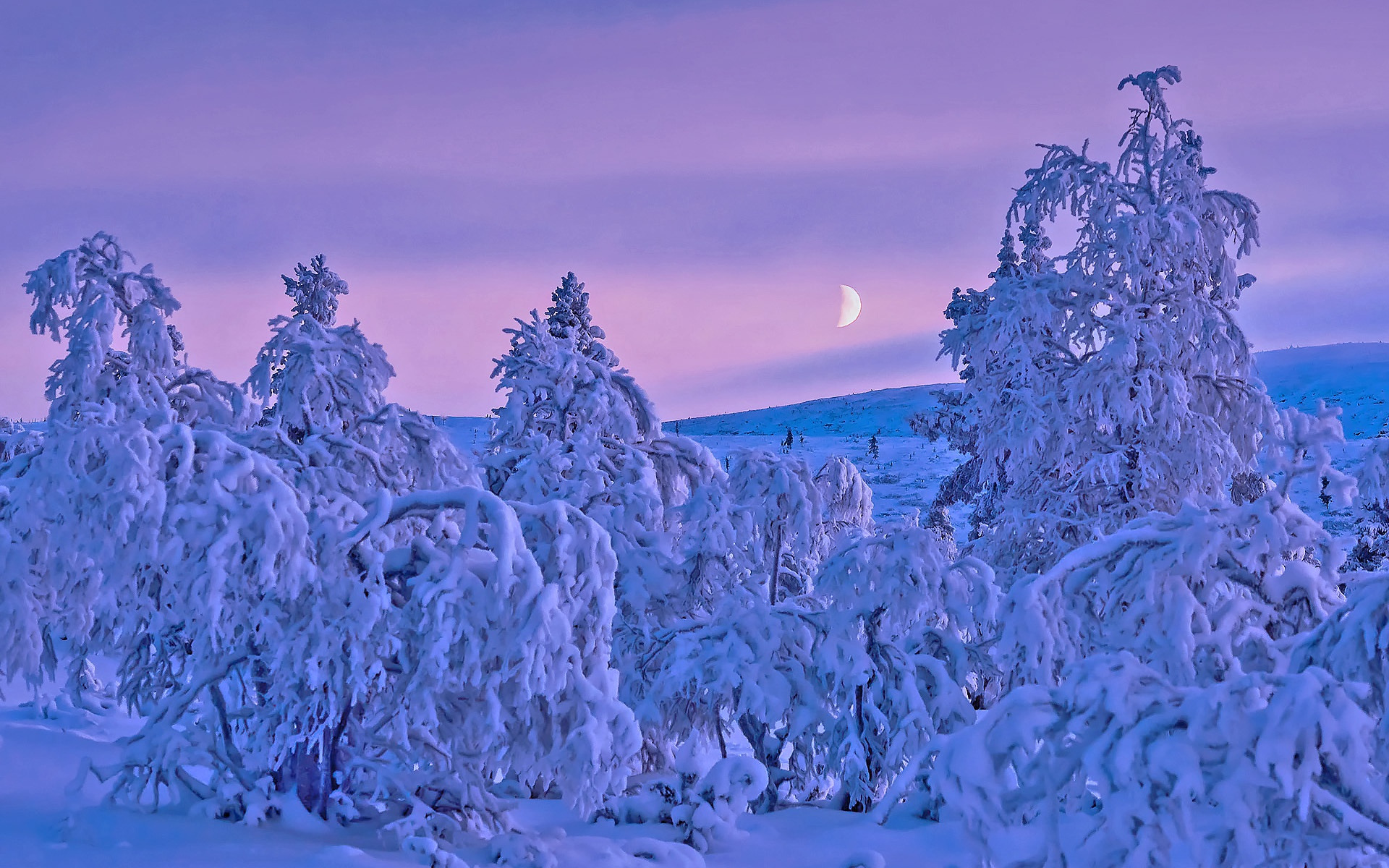 PCデスクトップに冬, 木, 雪, 地球画像を無料でダウンロード