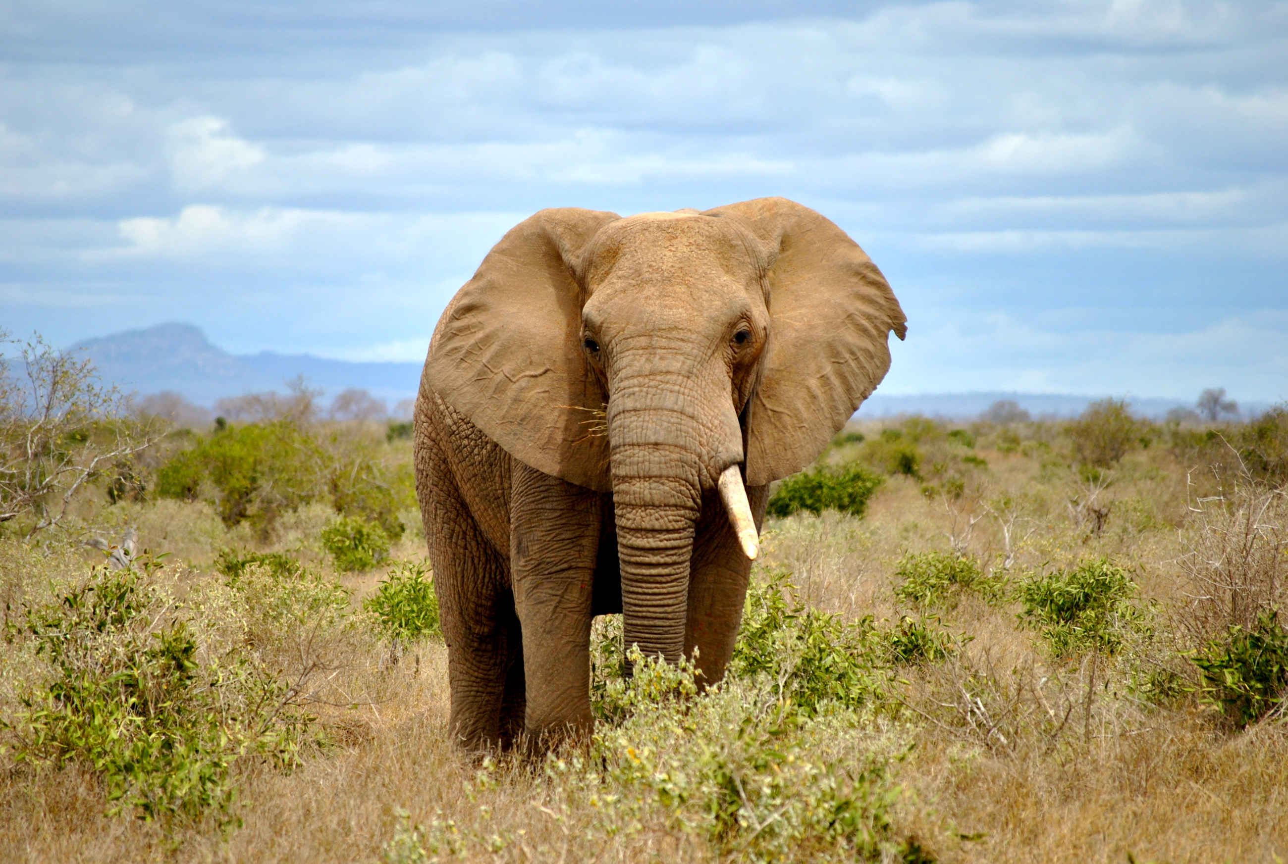 無料モバイル壁紙動物, サバンナ, ブッシュ, アフリカゾウ, 被写界深度, ゾウをダウンロードします。