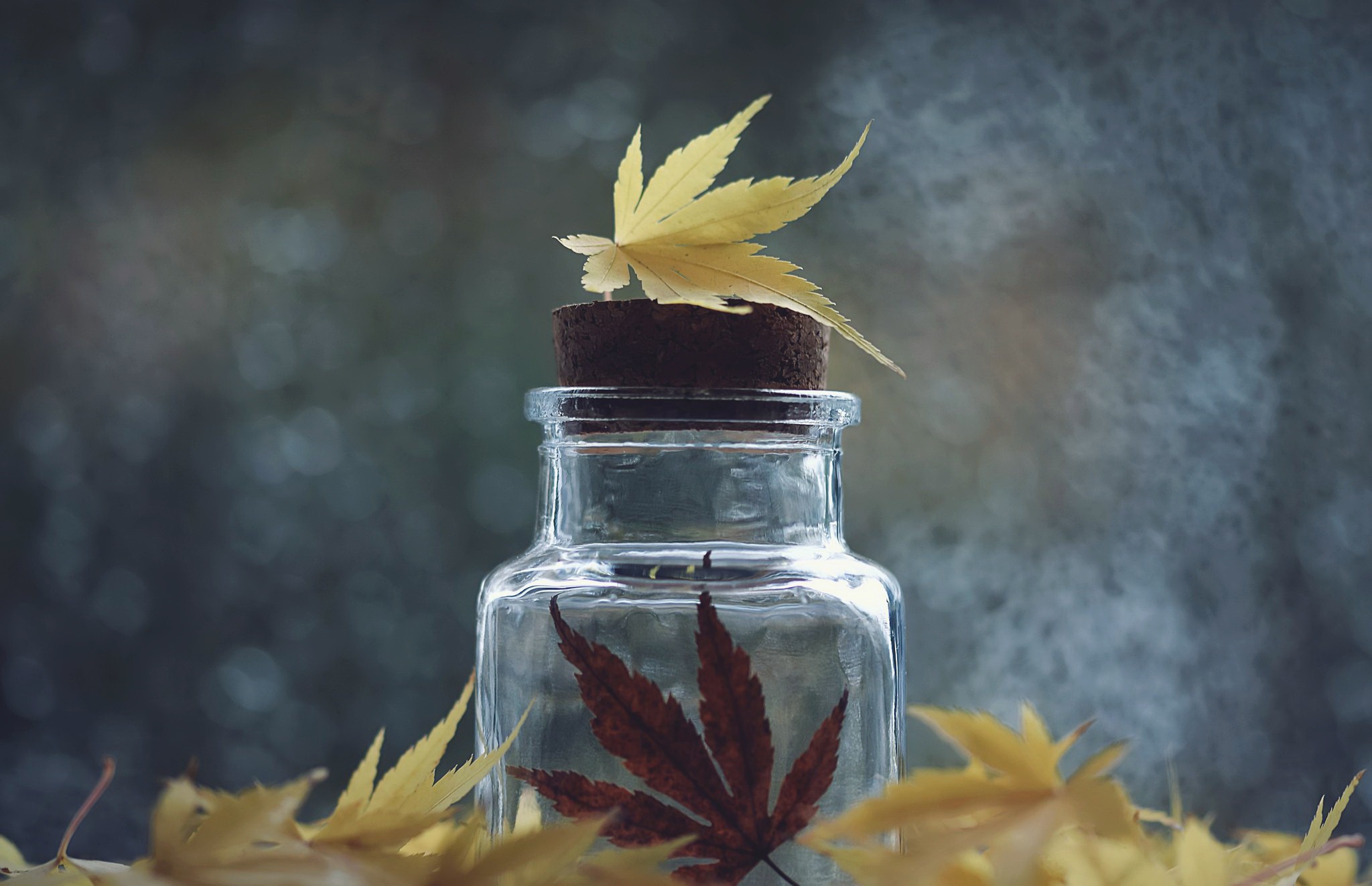 Download mobile wallpaper Macro, Leaf, Fall, Jar, Photography, Maple Leaf for free.