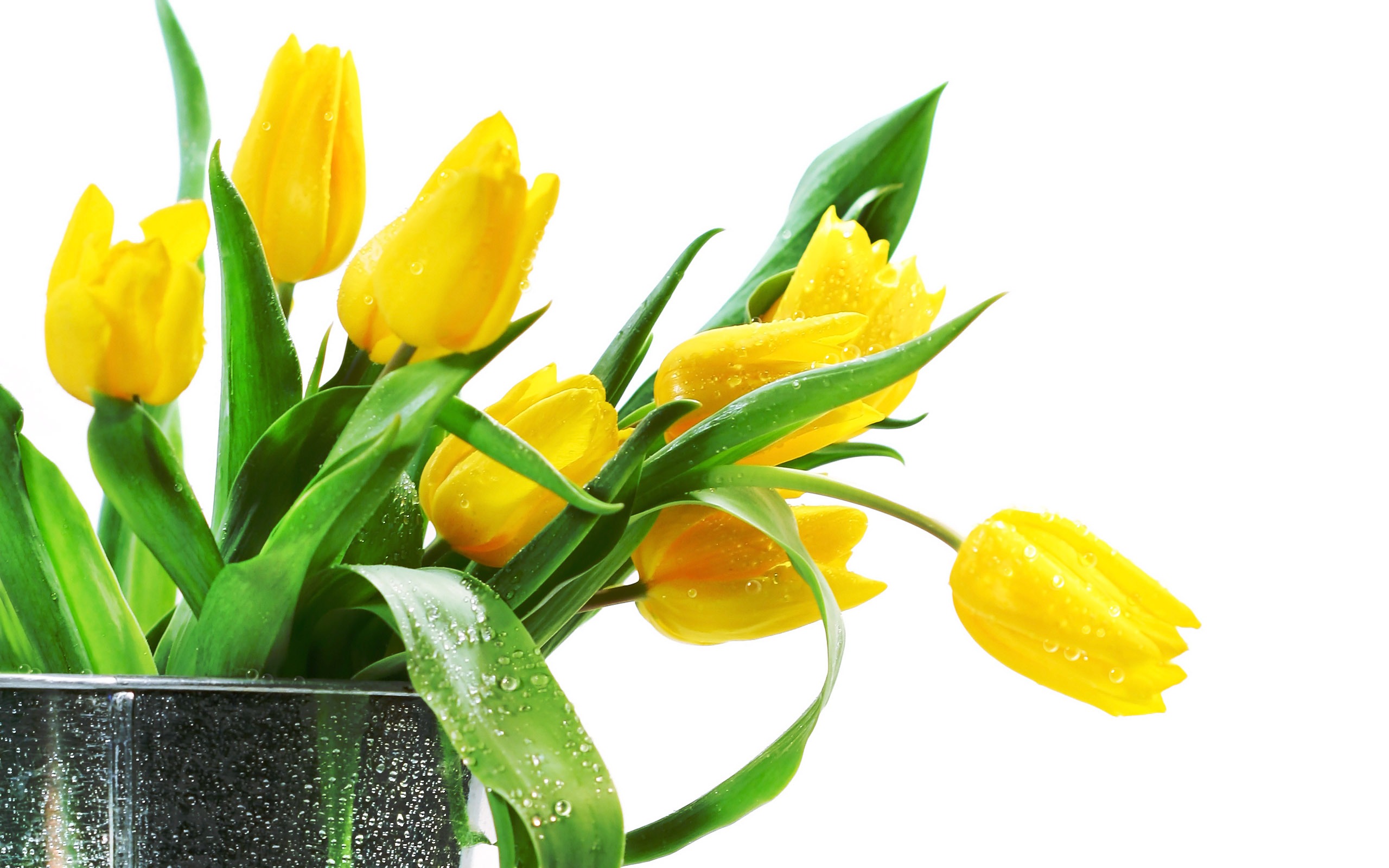 Baixar papel de parede para celular de Tulipa, Feito Pelo Homem, Flor gratuito.