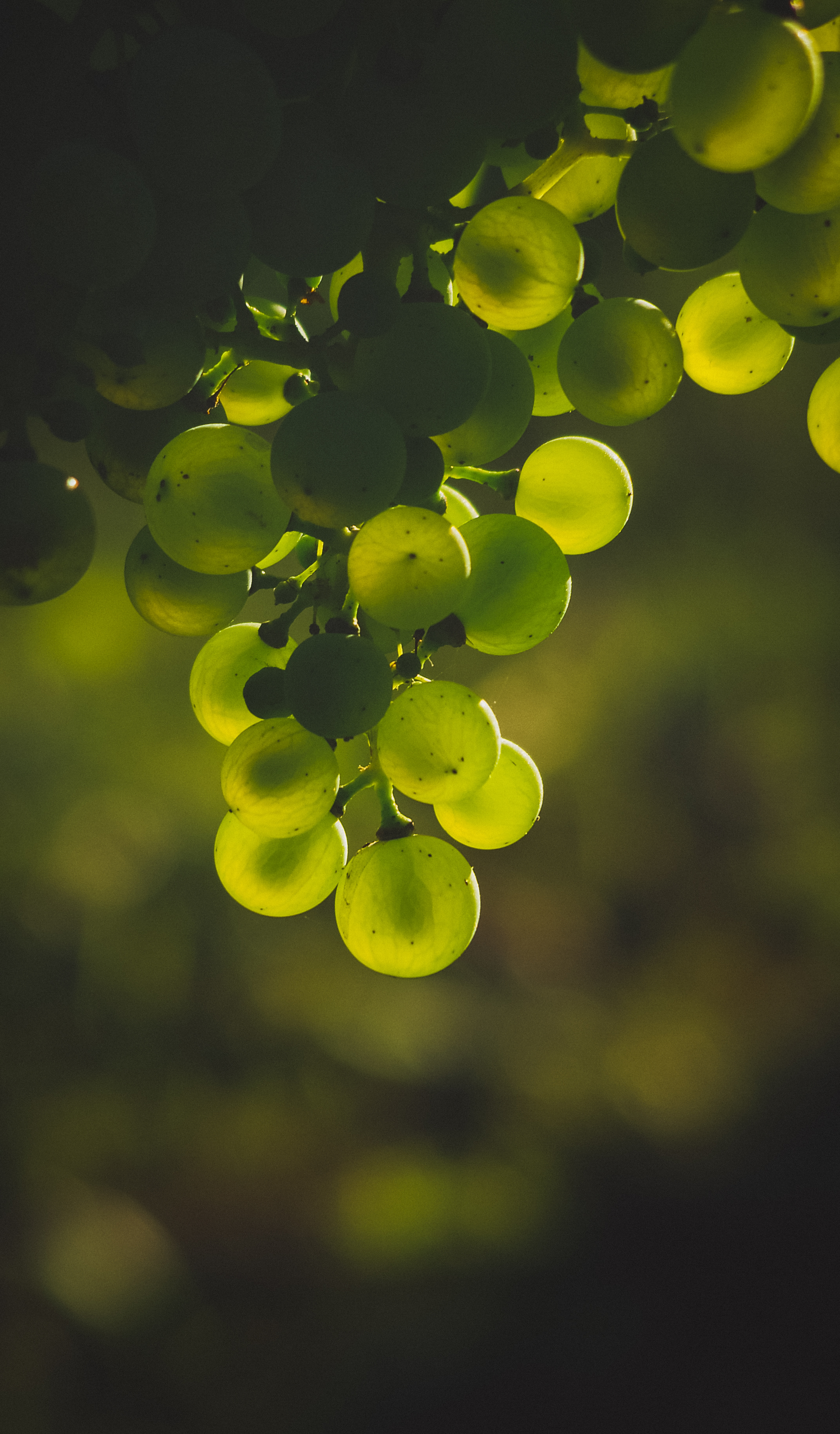 green, food, grapes, glare, blur, smooth, bunch