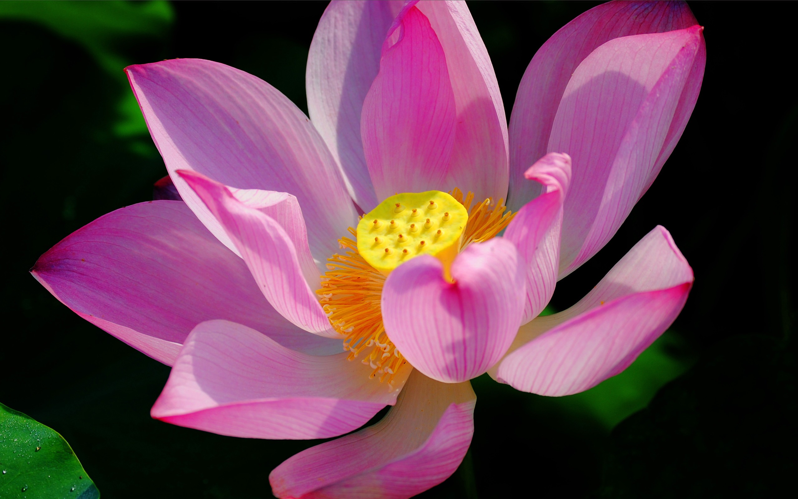 Téléchargez gratuitement l'image Fleurs, Lotus, Fleur, Terre/nature sur le bureau de votre PC