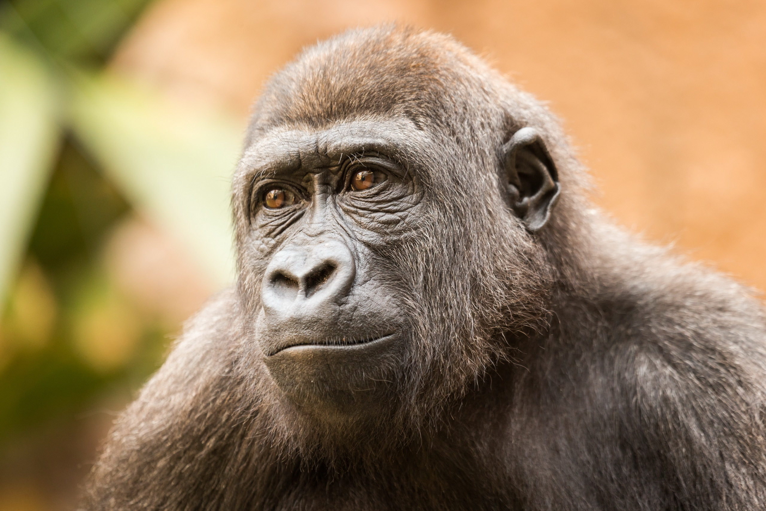 Descarga gratis la imagen Animales, Monos, Gorila, Mono en el escritorio de tu PC