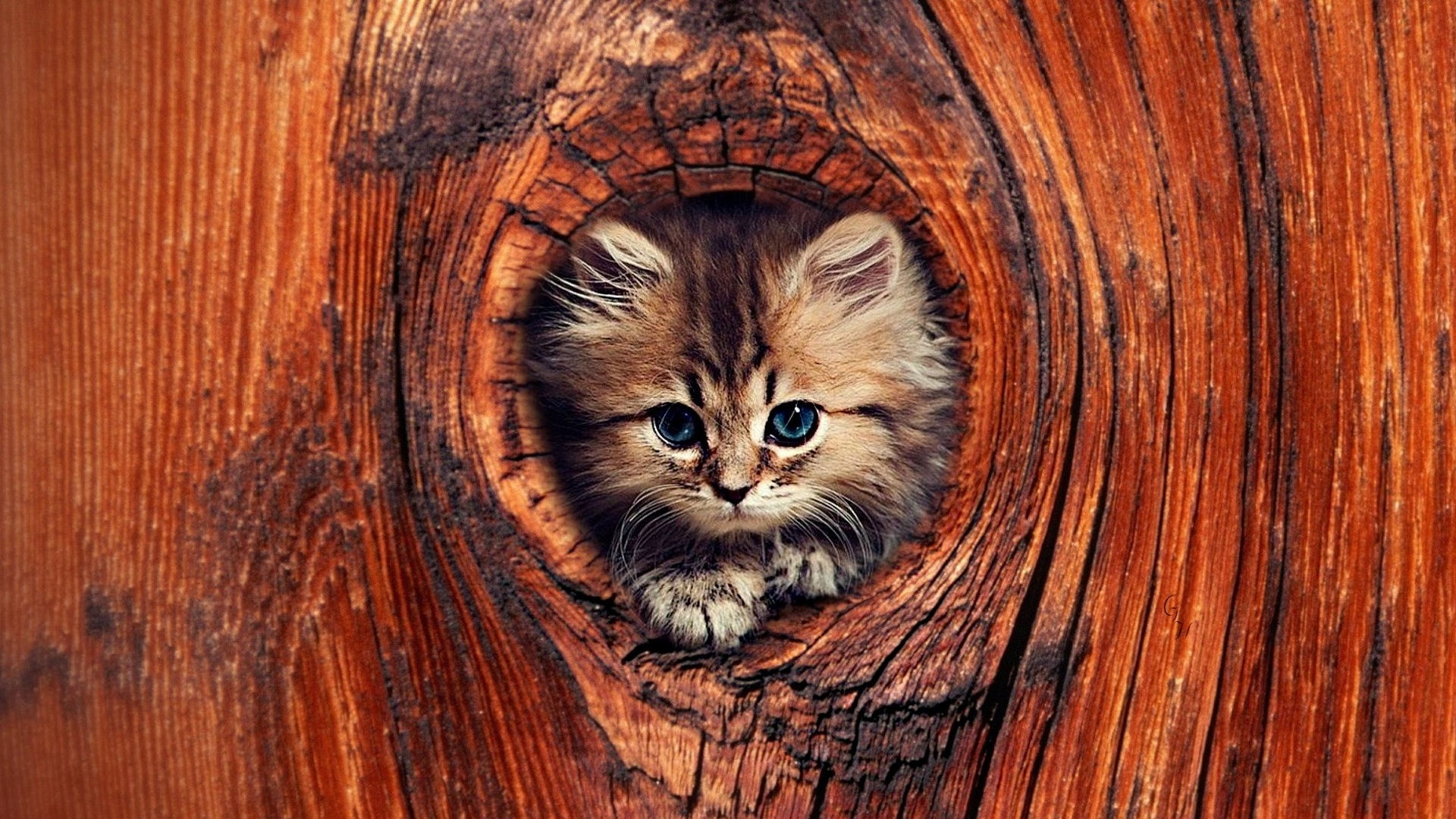 Download mobile wallpaper Cats, Cat, Kitten, Animal for free.