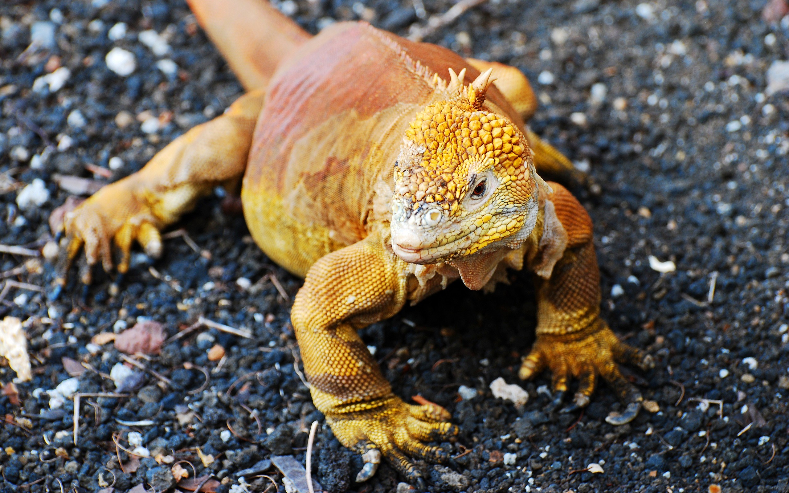 Téléchargez gratuitement l'image Iguane, Reptiles, Animaux sur le bureau de votre PC
