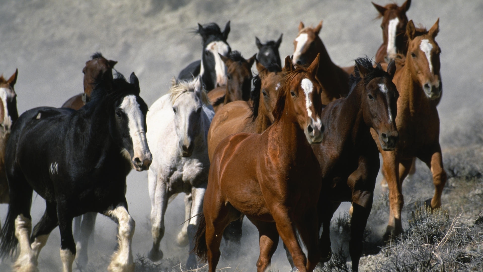 Laden Sie das Tiere, Pferde-Bild kostenlos auf Ihren PC-Desktop herunter