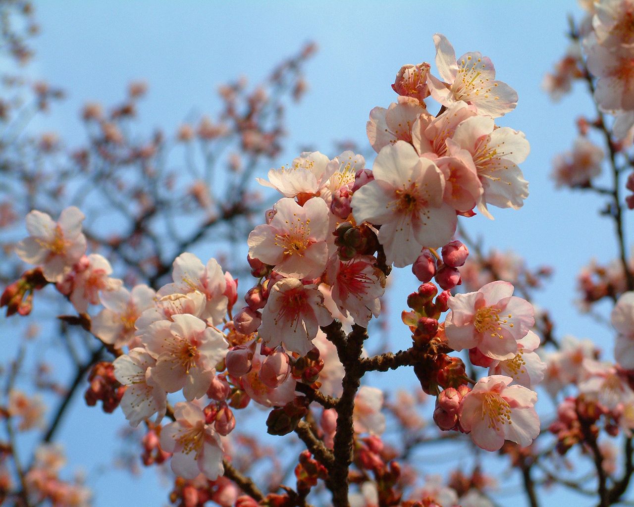 Download mobile wallpaper Spring, Branch, Flowers, Flowering, Bloom, Mood for free.