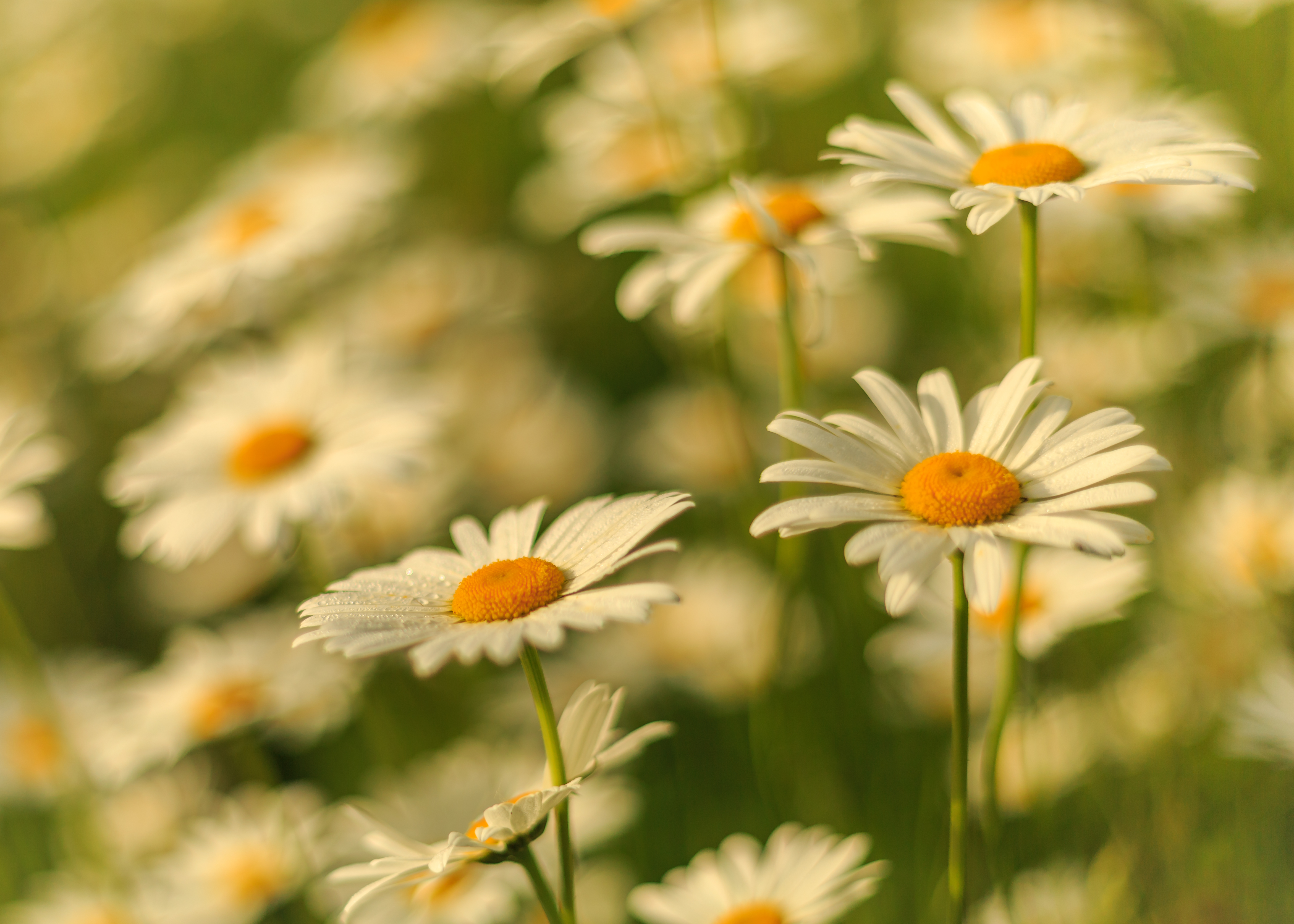 desktop Images chamomile, earth, flower, macro, nature, summer, white flower