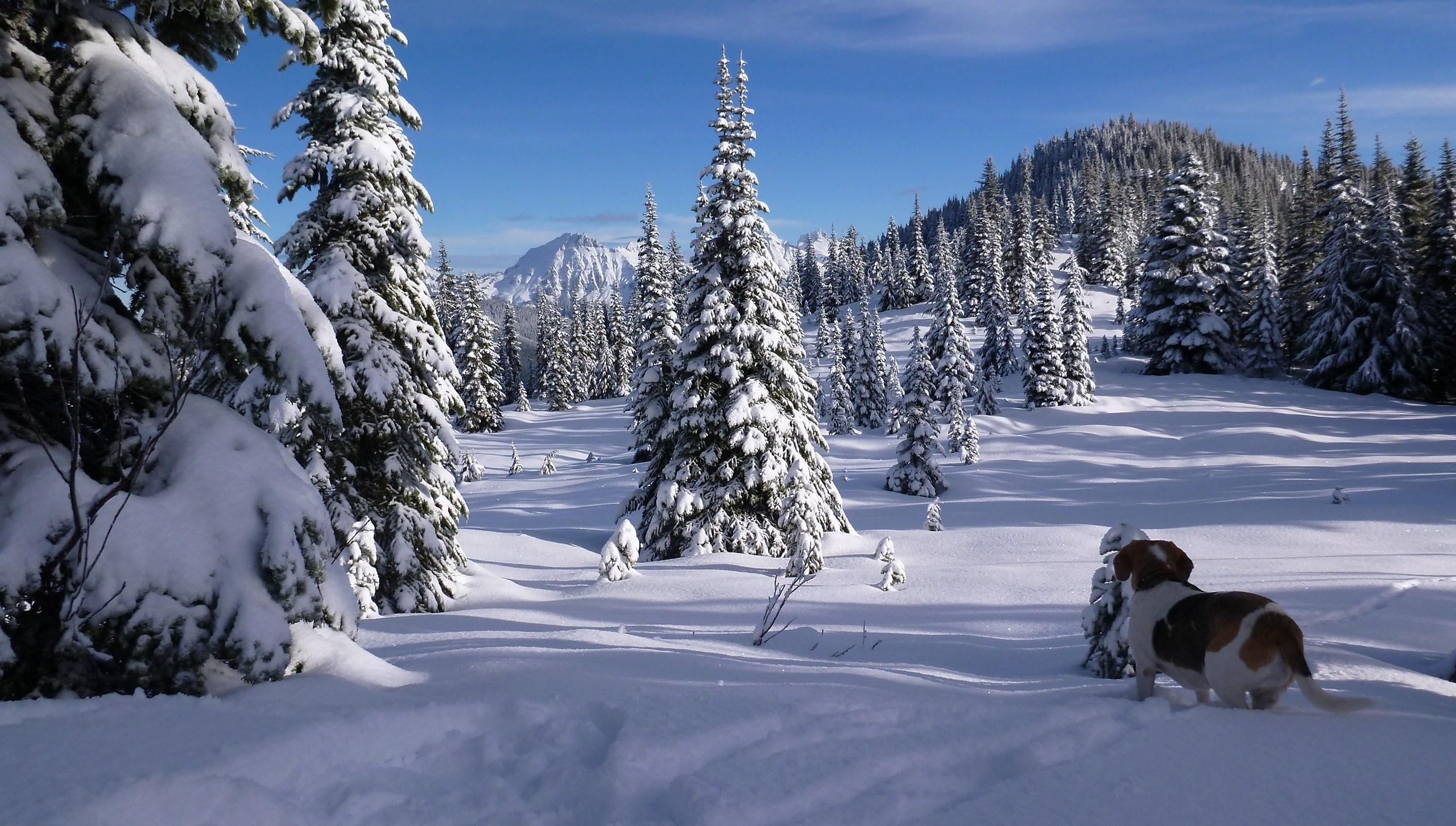 PCデスクトップに動物, 風景, 冬, 自然, 木, 雪, カナダ, 森, 犬, ビーグル画像を無料でダウンロード