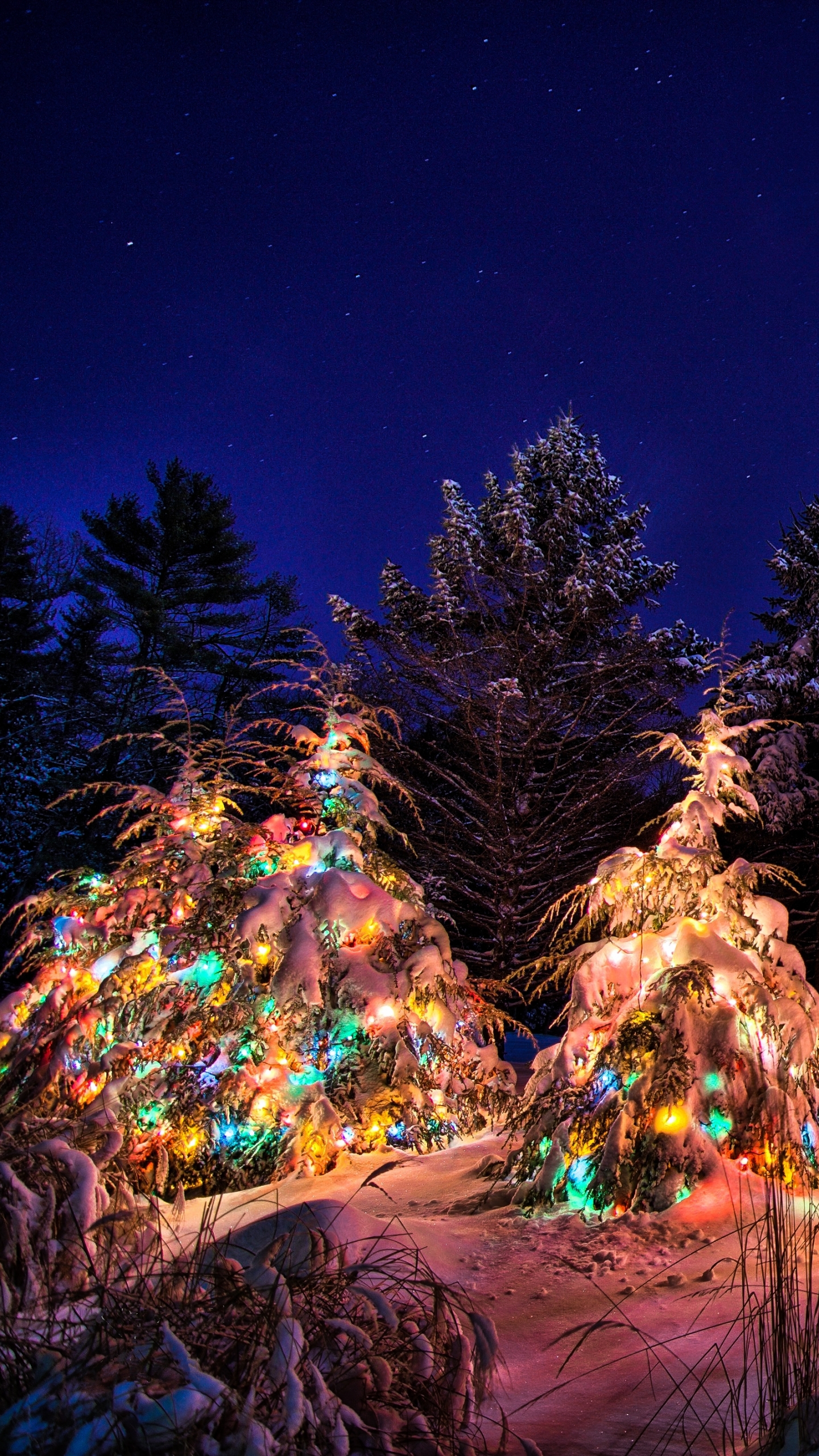 Скачати мобільні шпалери Сніг, Різдво, Світло, Ліс, Дерево, Свято, Прикраса, Різдвяна Ялинка безкоштовно.