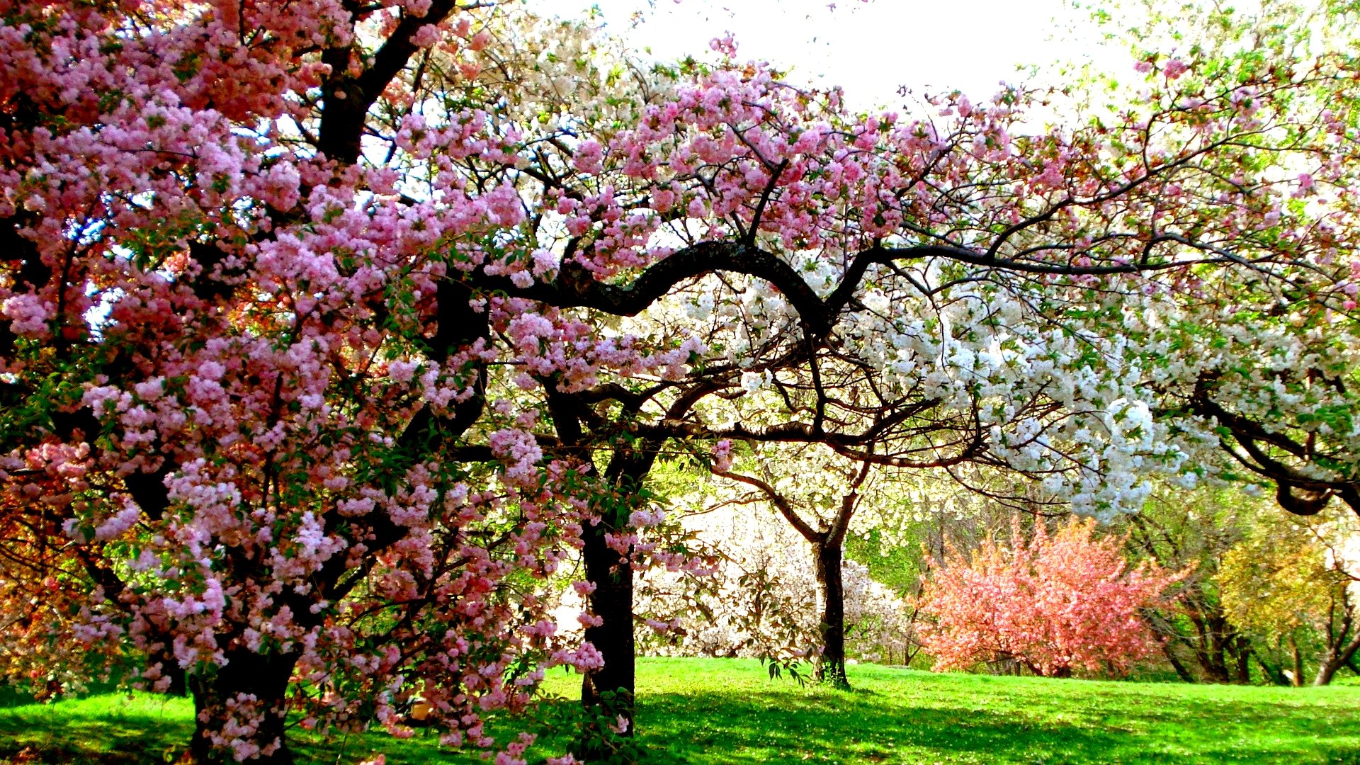 Handy-Wallpaper Baum, Frühling, Blüte, Weiße Blume, Erde/natur, Pinke Blume kostenlos herunterladen.