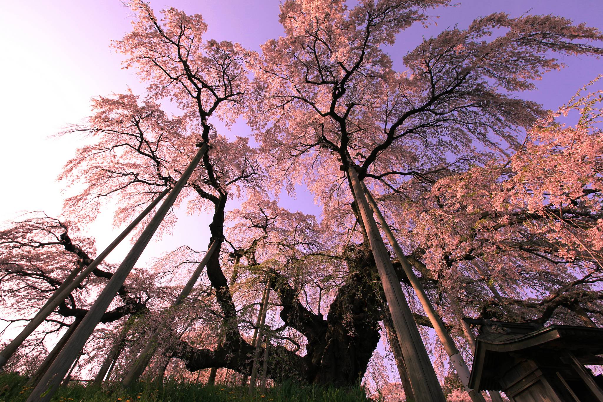 Download mobile wallpaper Trees, Pink, Tree, Earth, Cherry Blossom, Blossom for free.