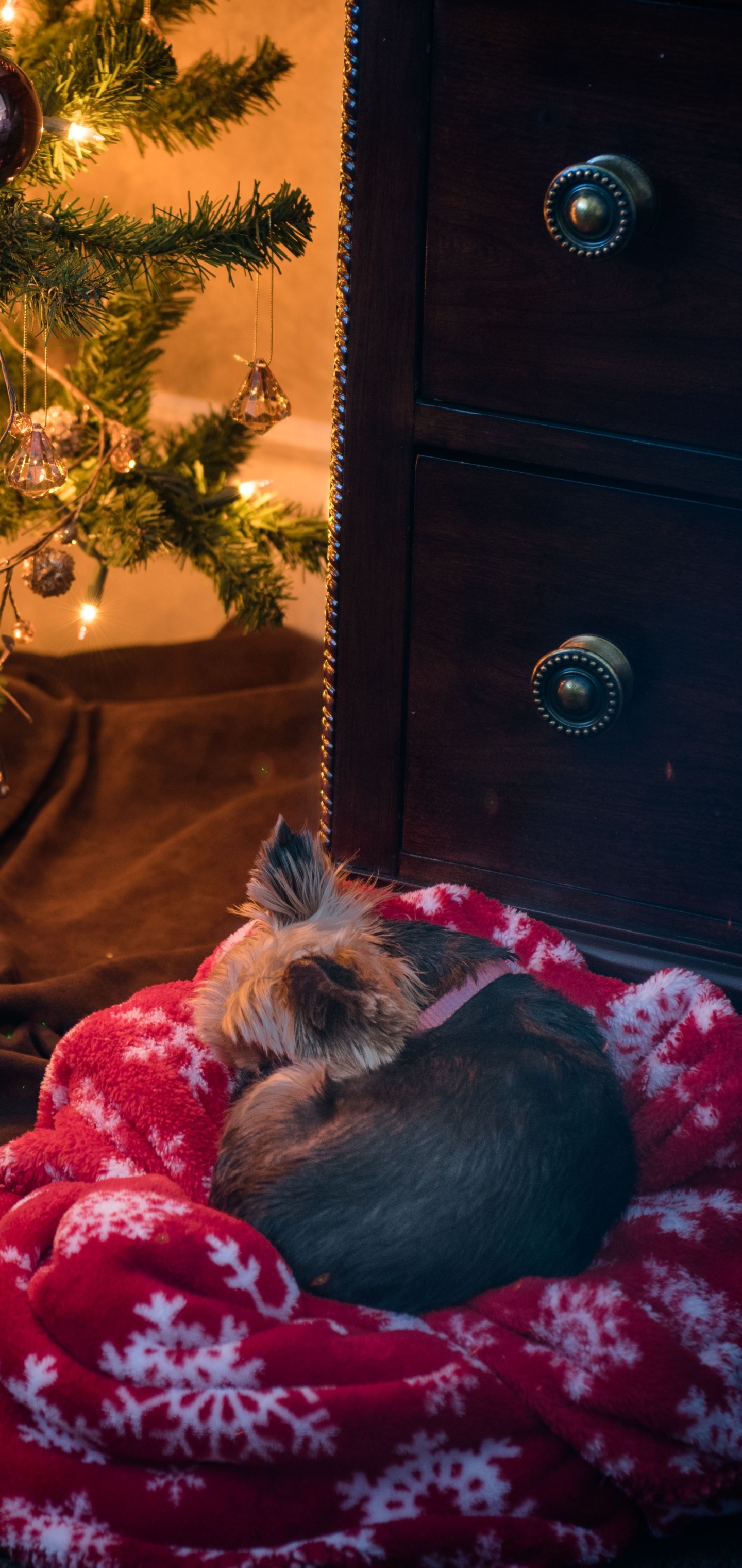 Laden Sie das Tiere, Hunde, Hund, Schlafen, Yorkshire Terrier-Bild kostenlos auf Ihren PC-Desktop herunter