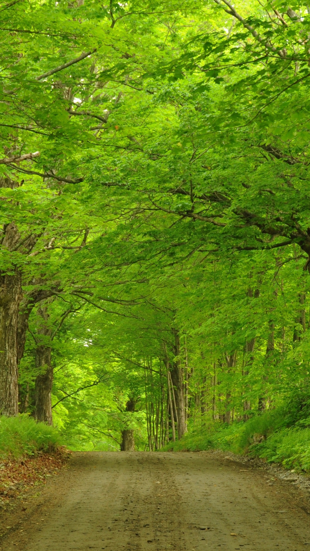 Скачать картинку Дорога, Лес, Дерево, Зеленый, Сделано Человеком, Грязная Дорога в телефон бесплатно.