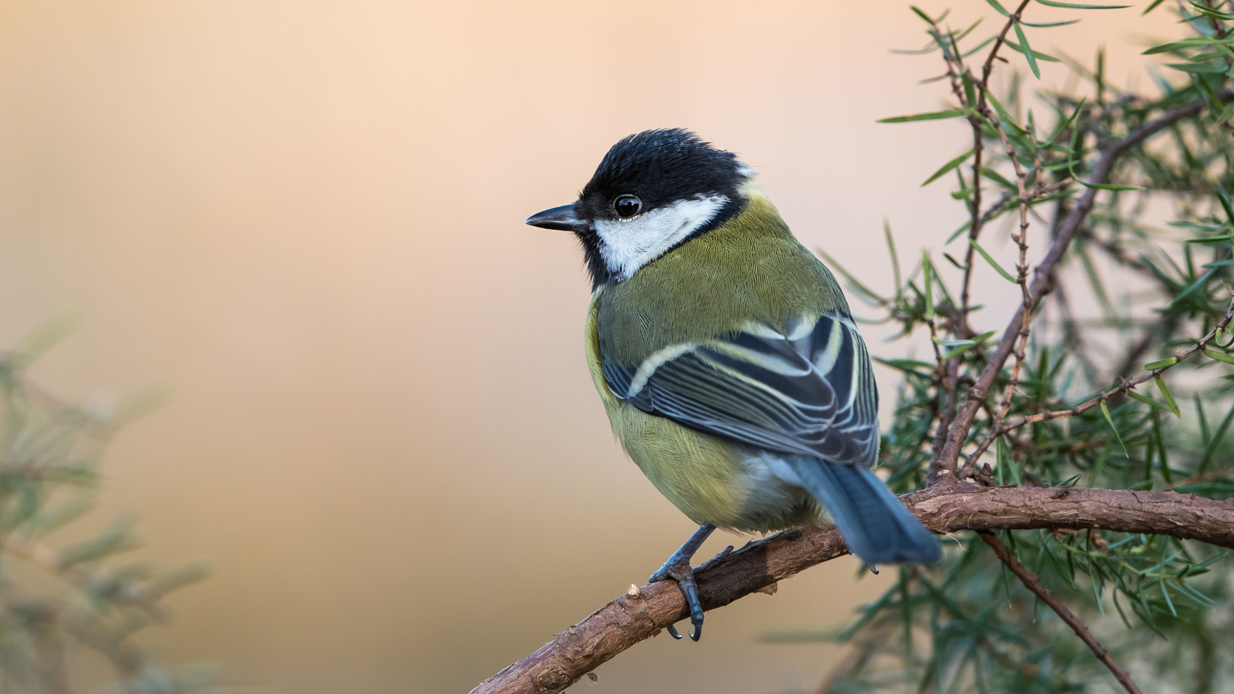 Free download wallpaper Birds, Bird, Branch, Animal, Titmouse on your PC desktop