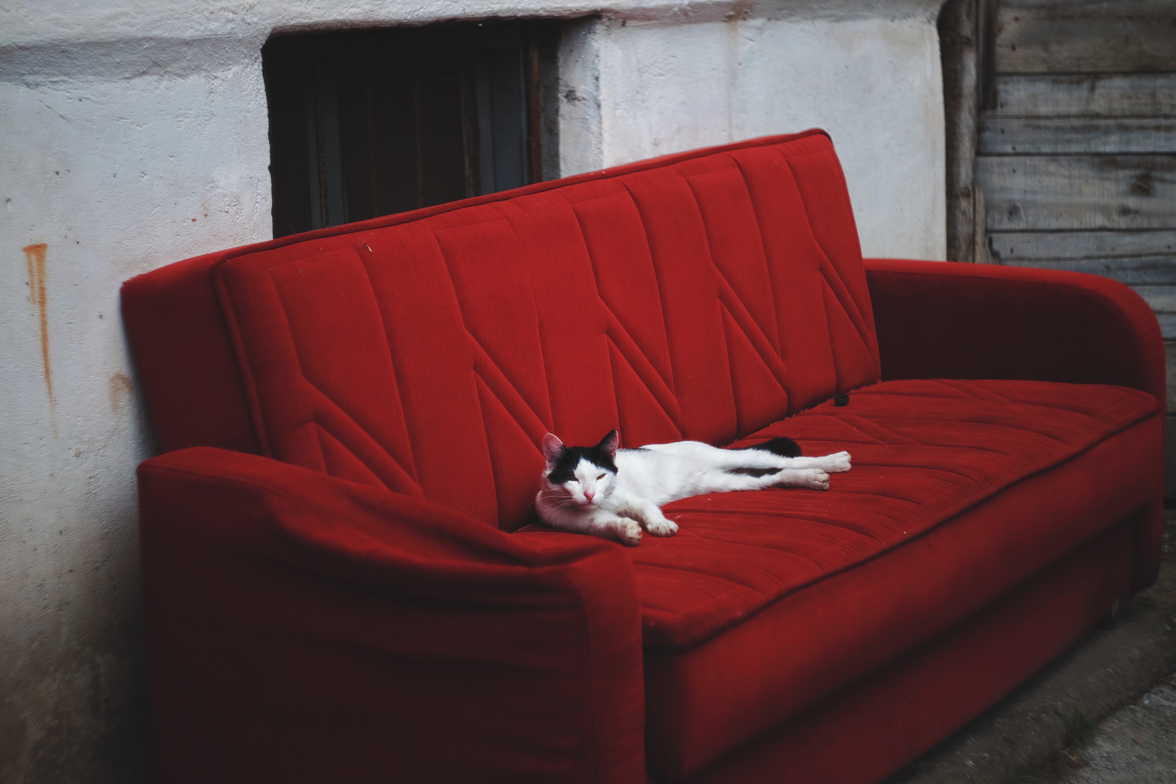 animals, cat, lies, sofa QHD