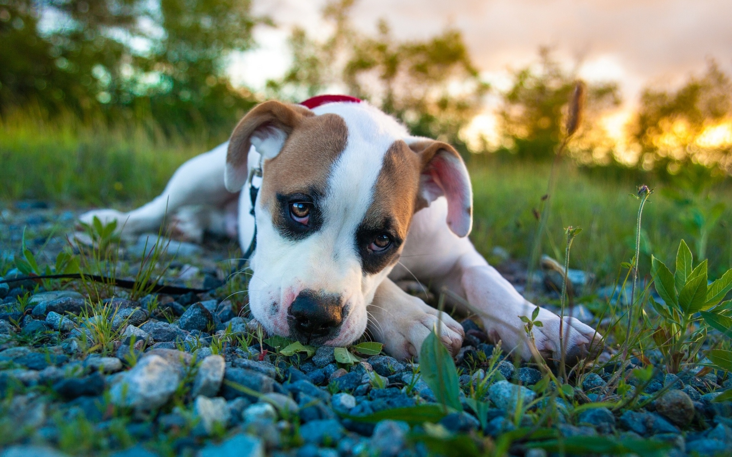 Laden Sie das Tiere, Hunde, Hund, Welpen, Boxer-Bild kostenlos auf Ihren PC-Desktop herunter